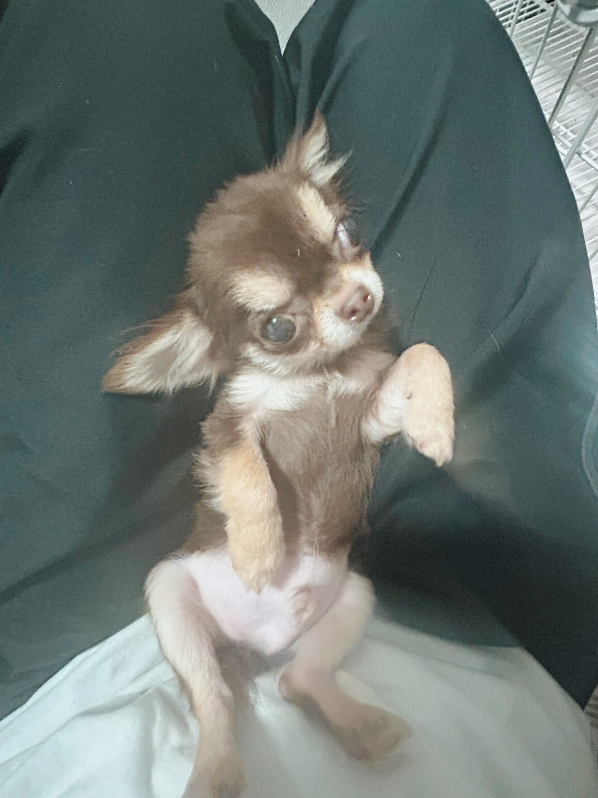 まつぼっくりの画像2