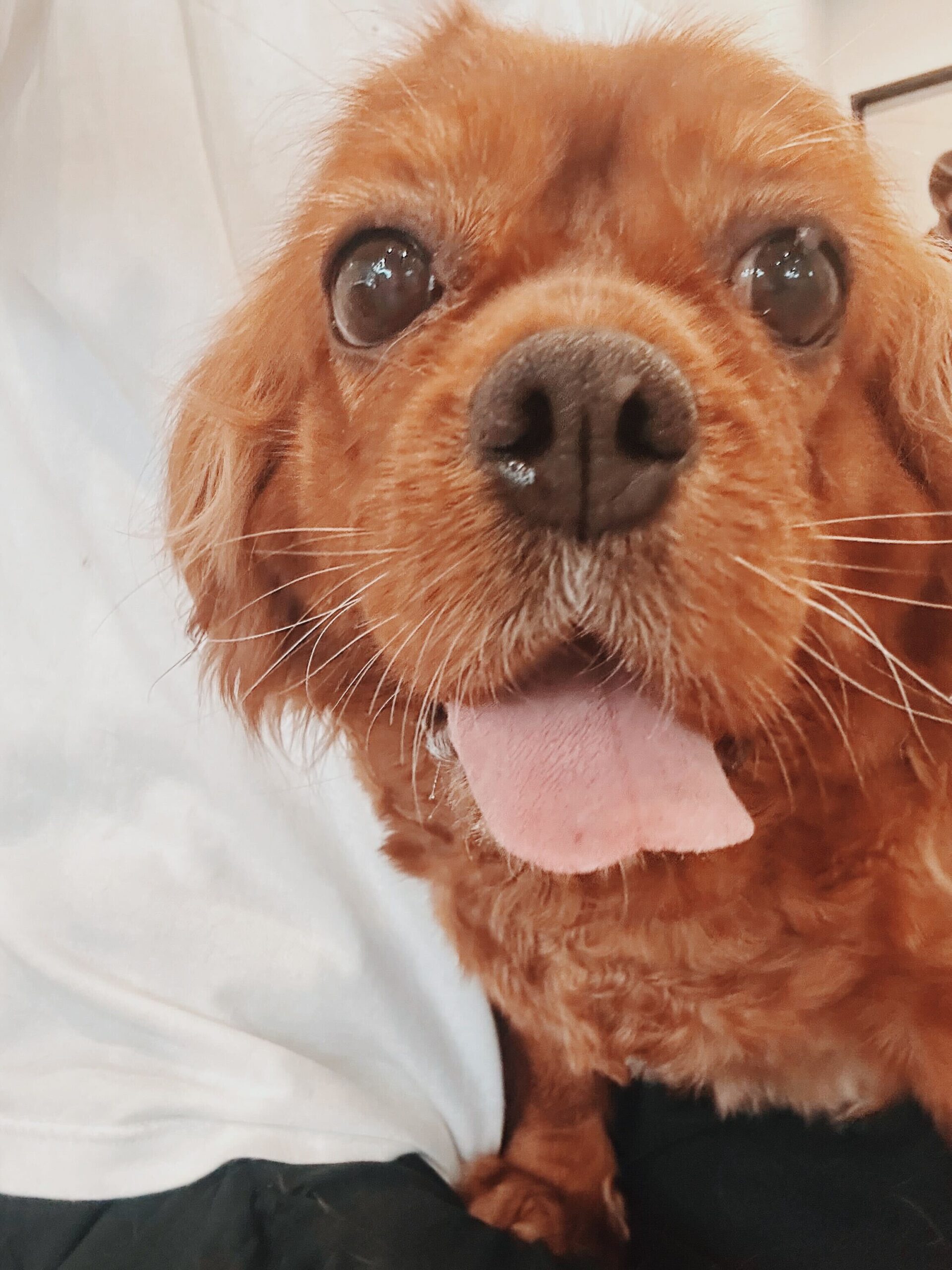 フラッグの画像2