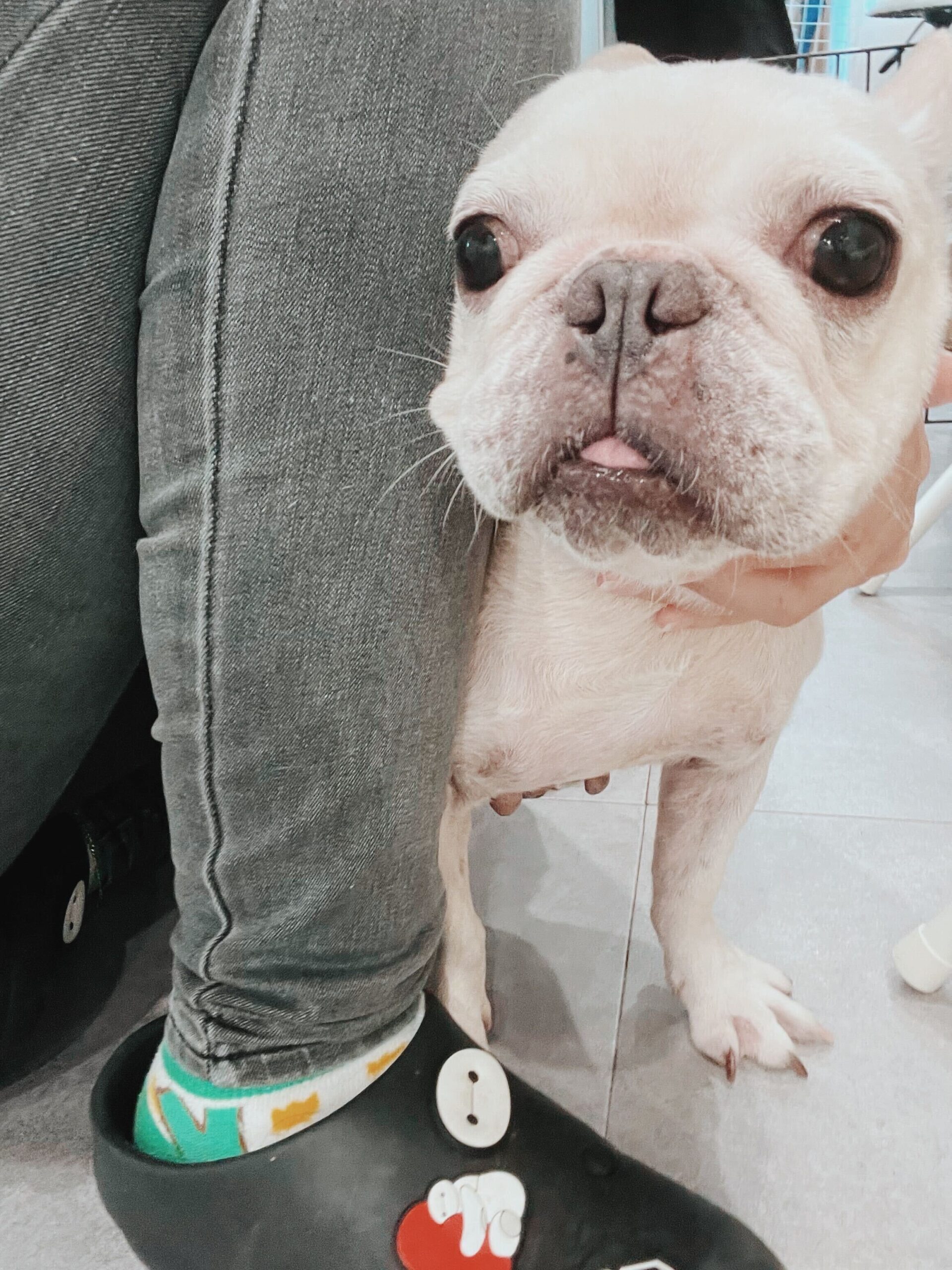 メロディーの画像1