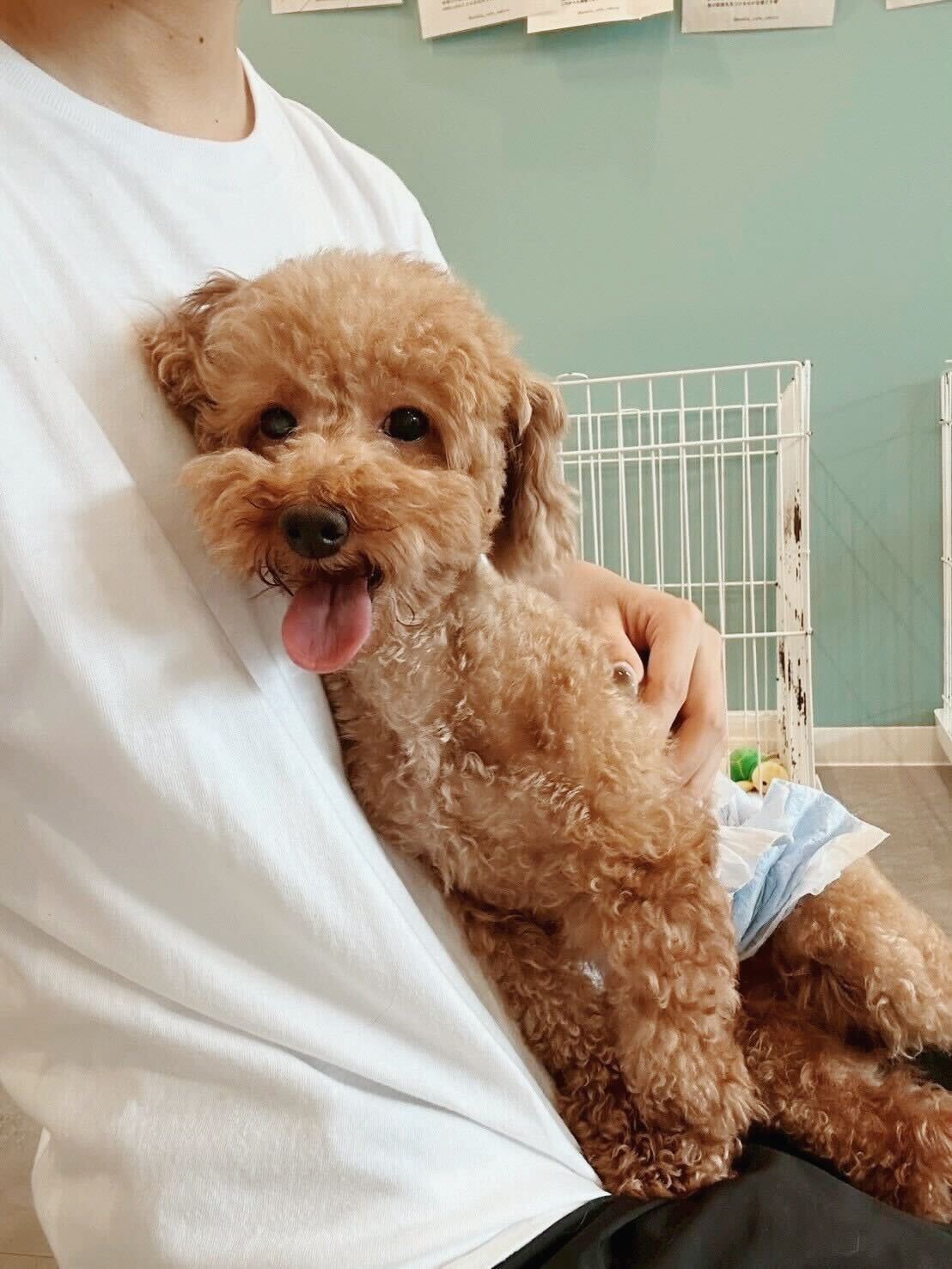 ととのすけの画像1