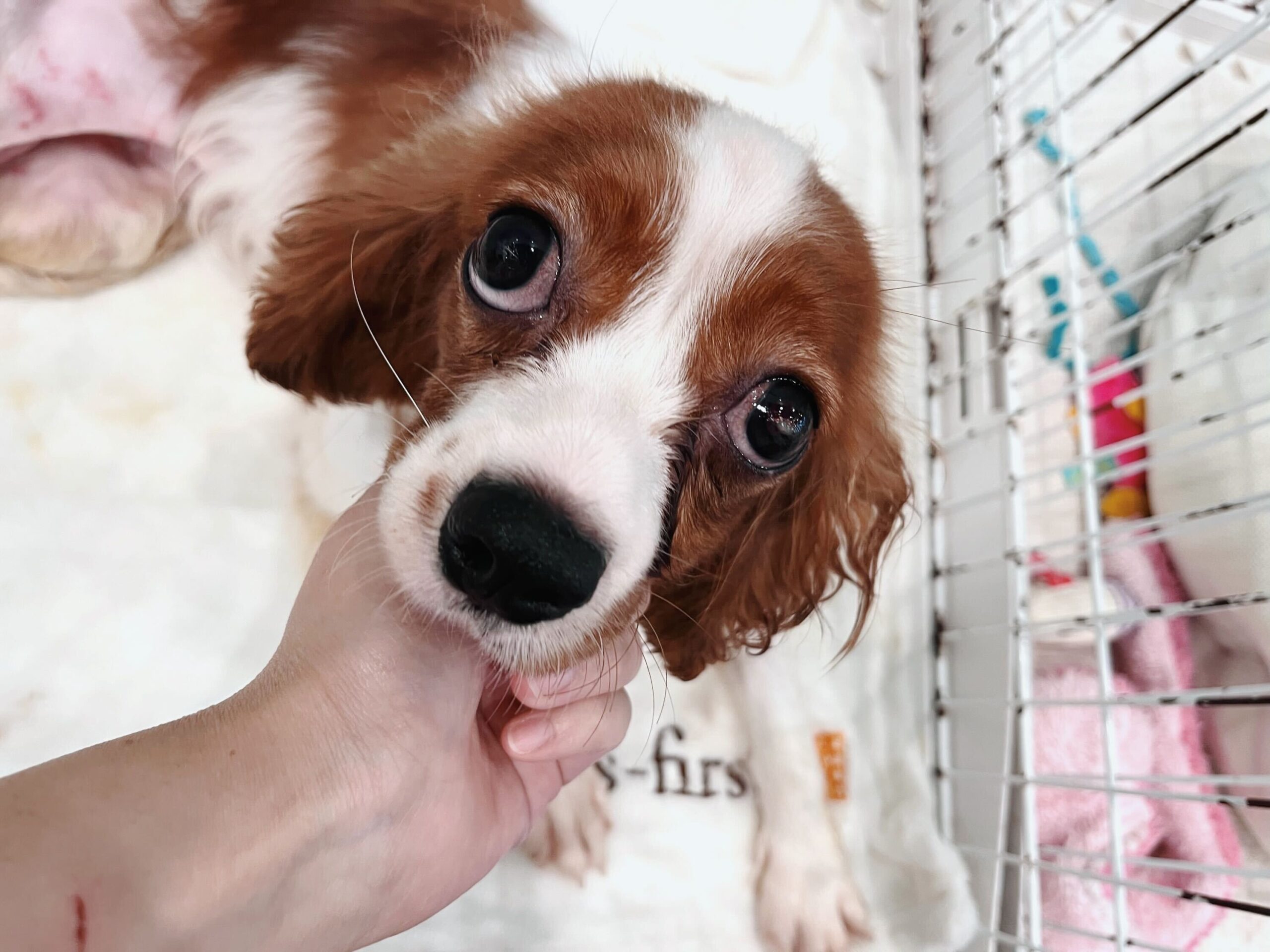 フレンジーの画像1