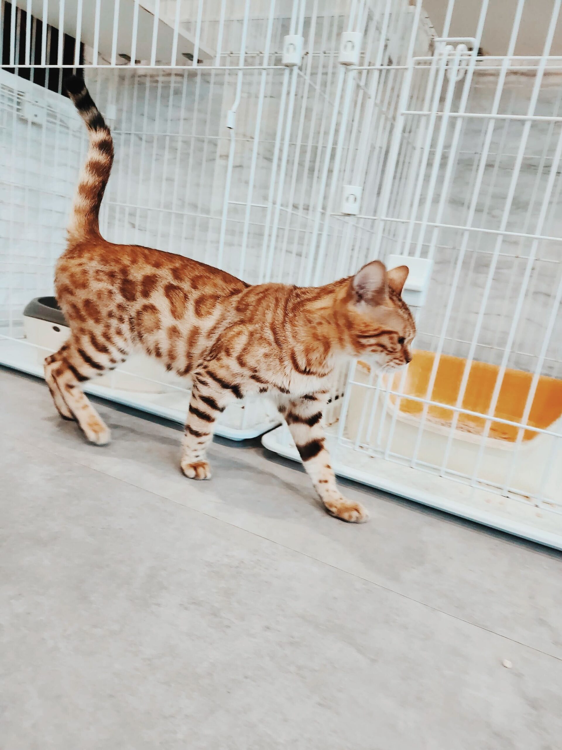 クエスタの画像1