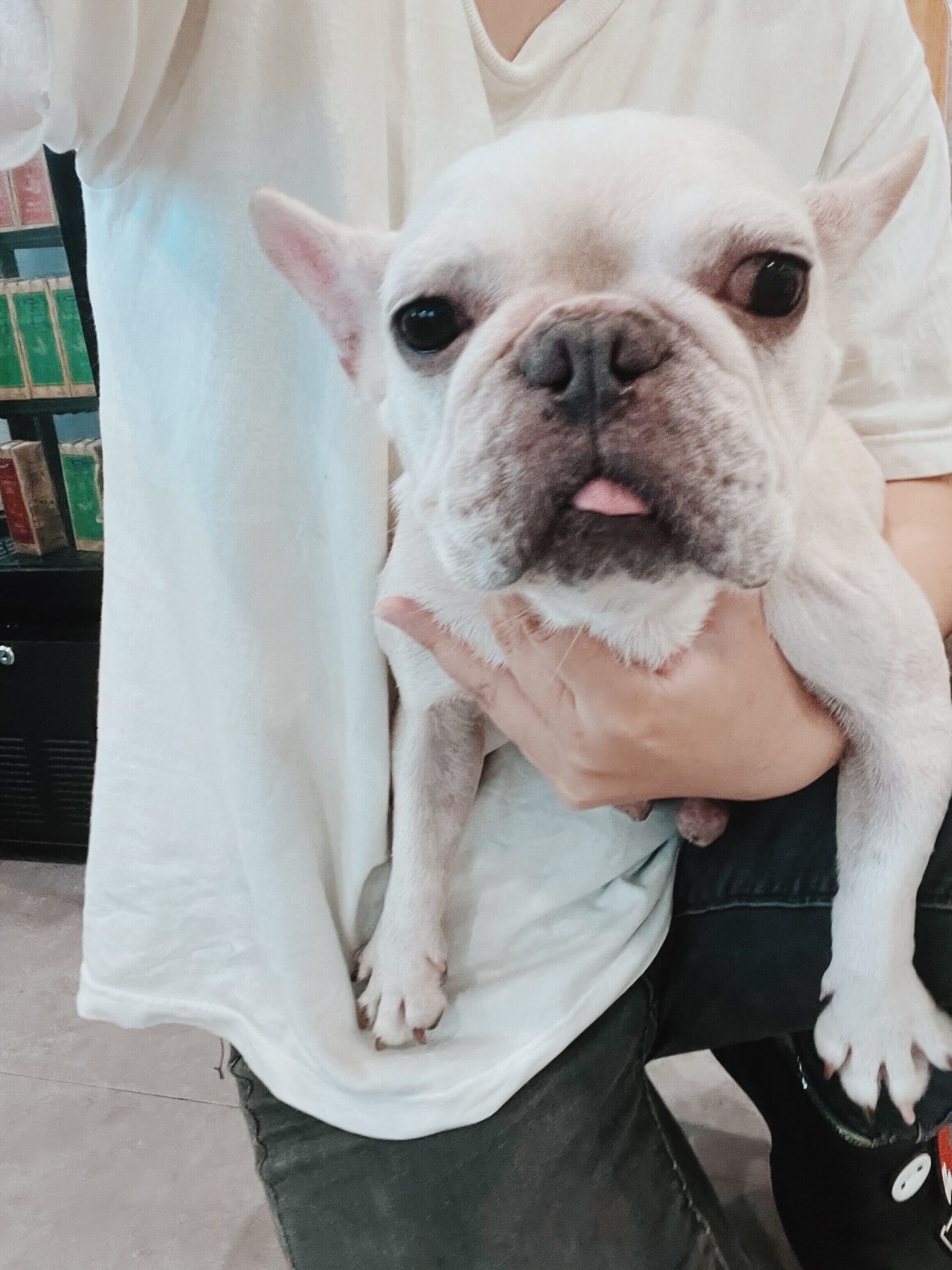 メロディーの画像3