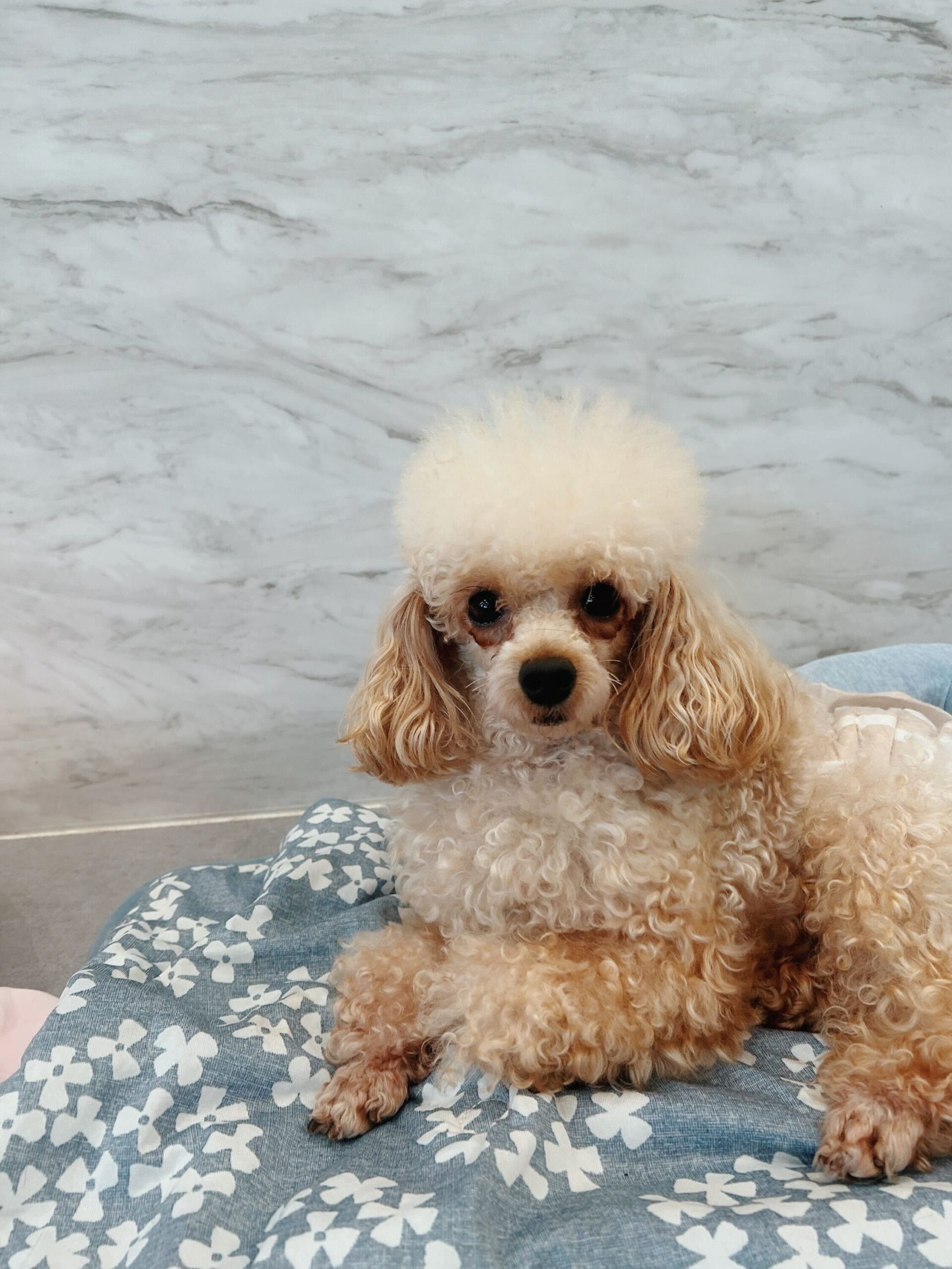 はじめんの画像3