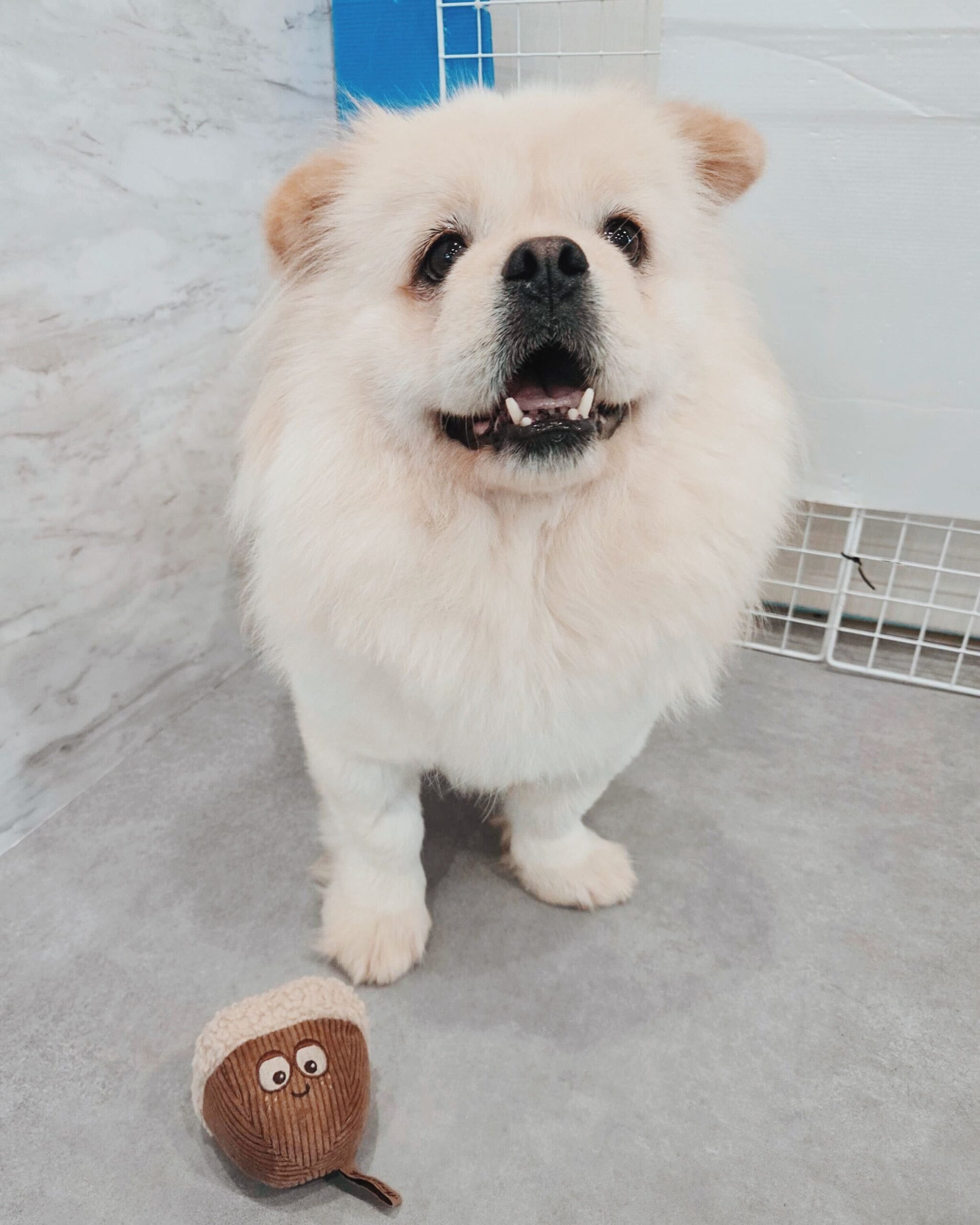 クラインの画像1