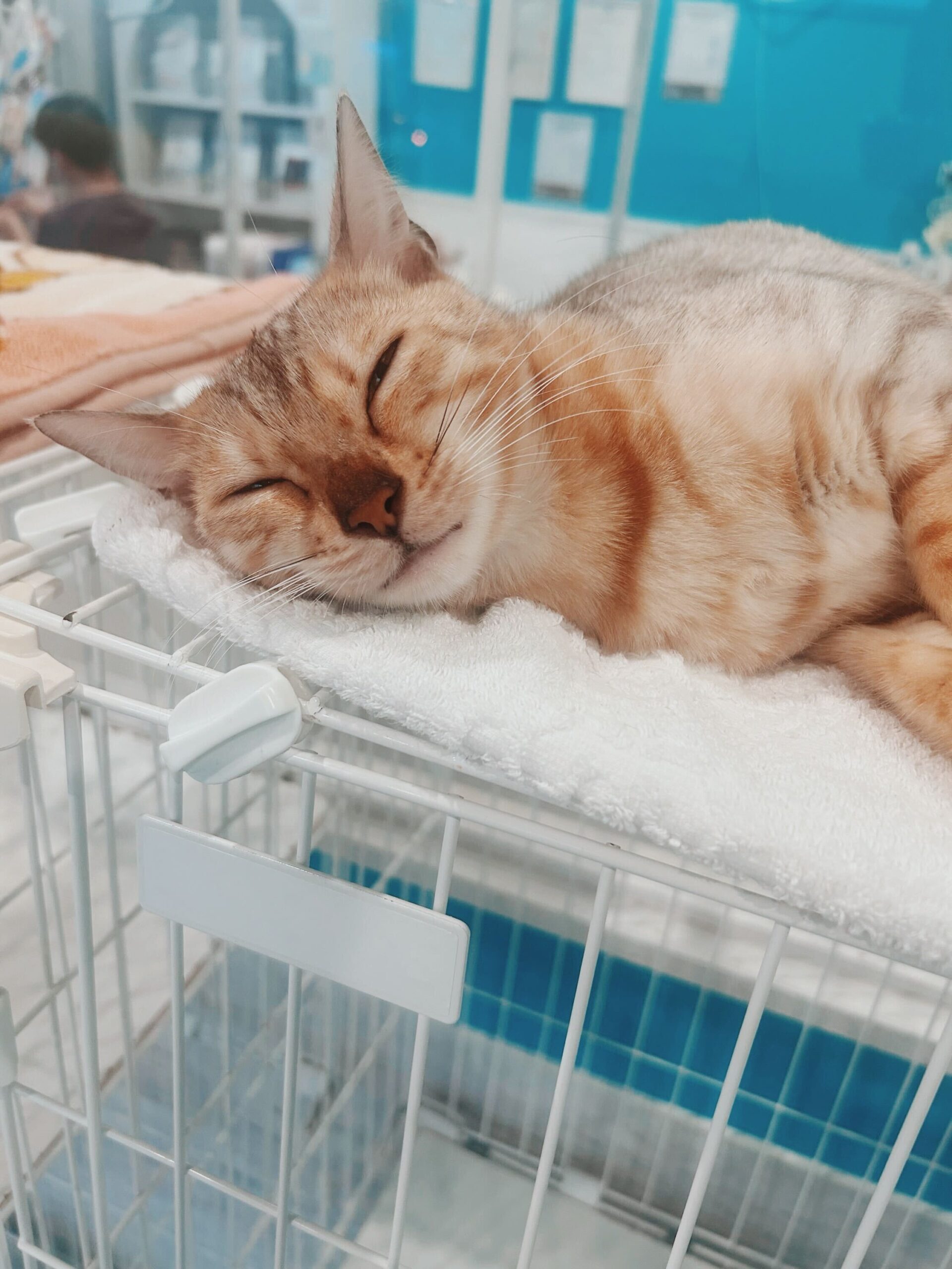 ヘリックスの画像3