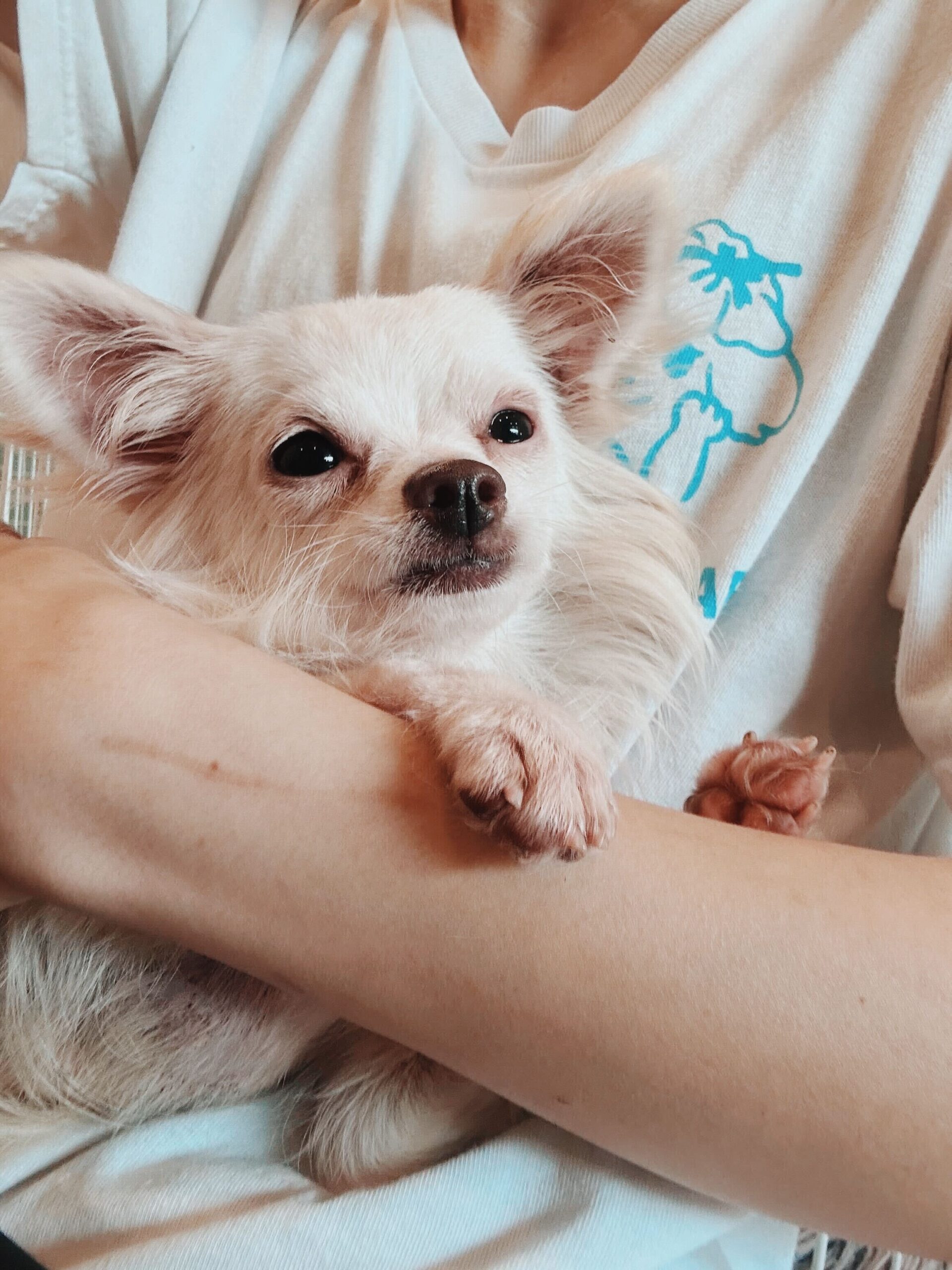 カルティの画像2