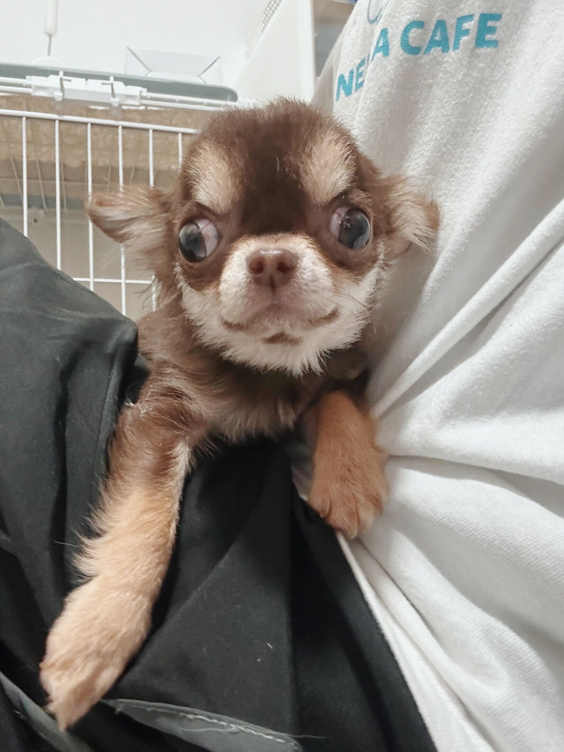 まつぼっくりの画像1