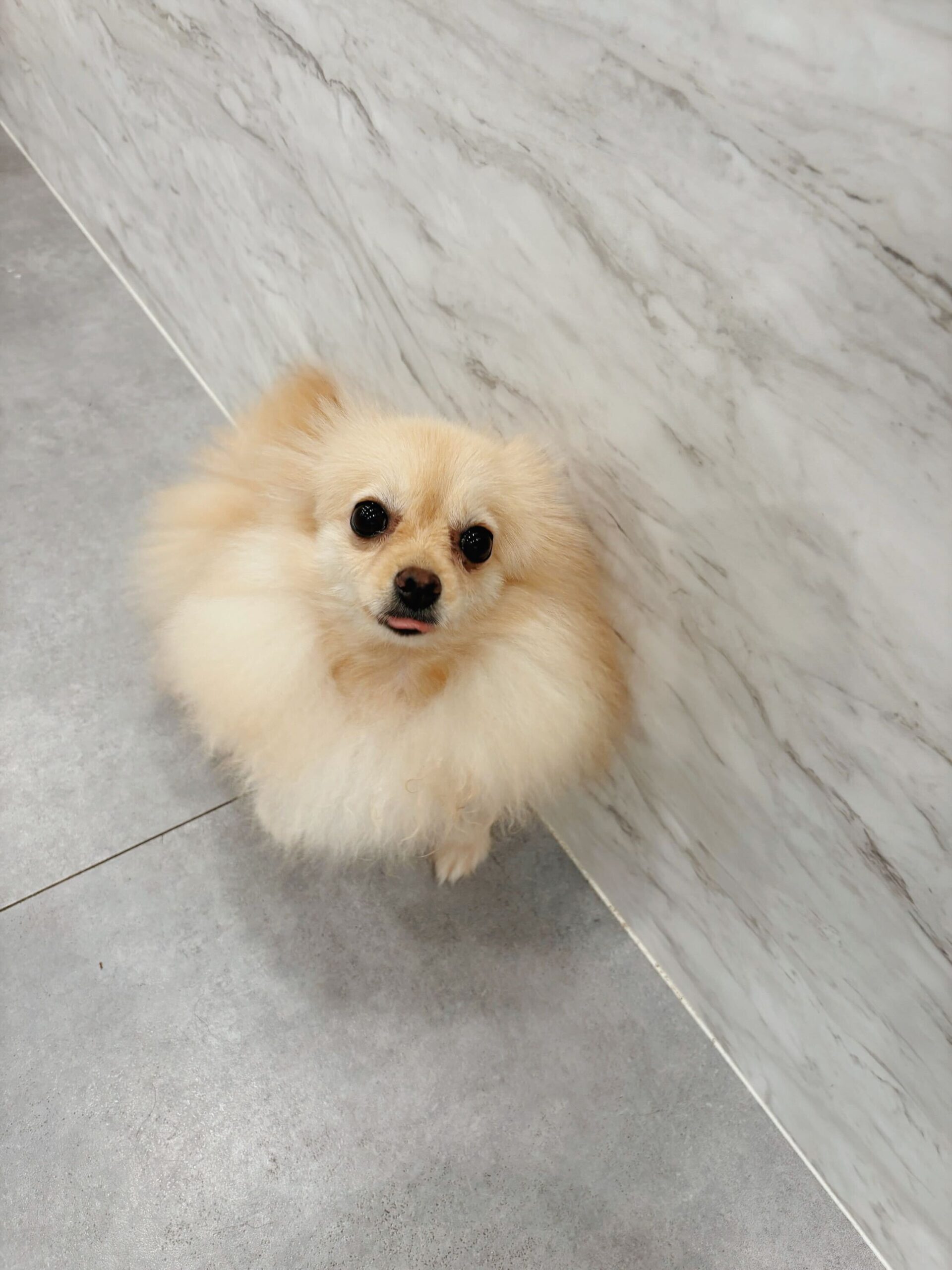 コムドットの画像1