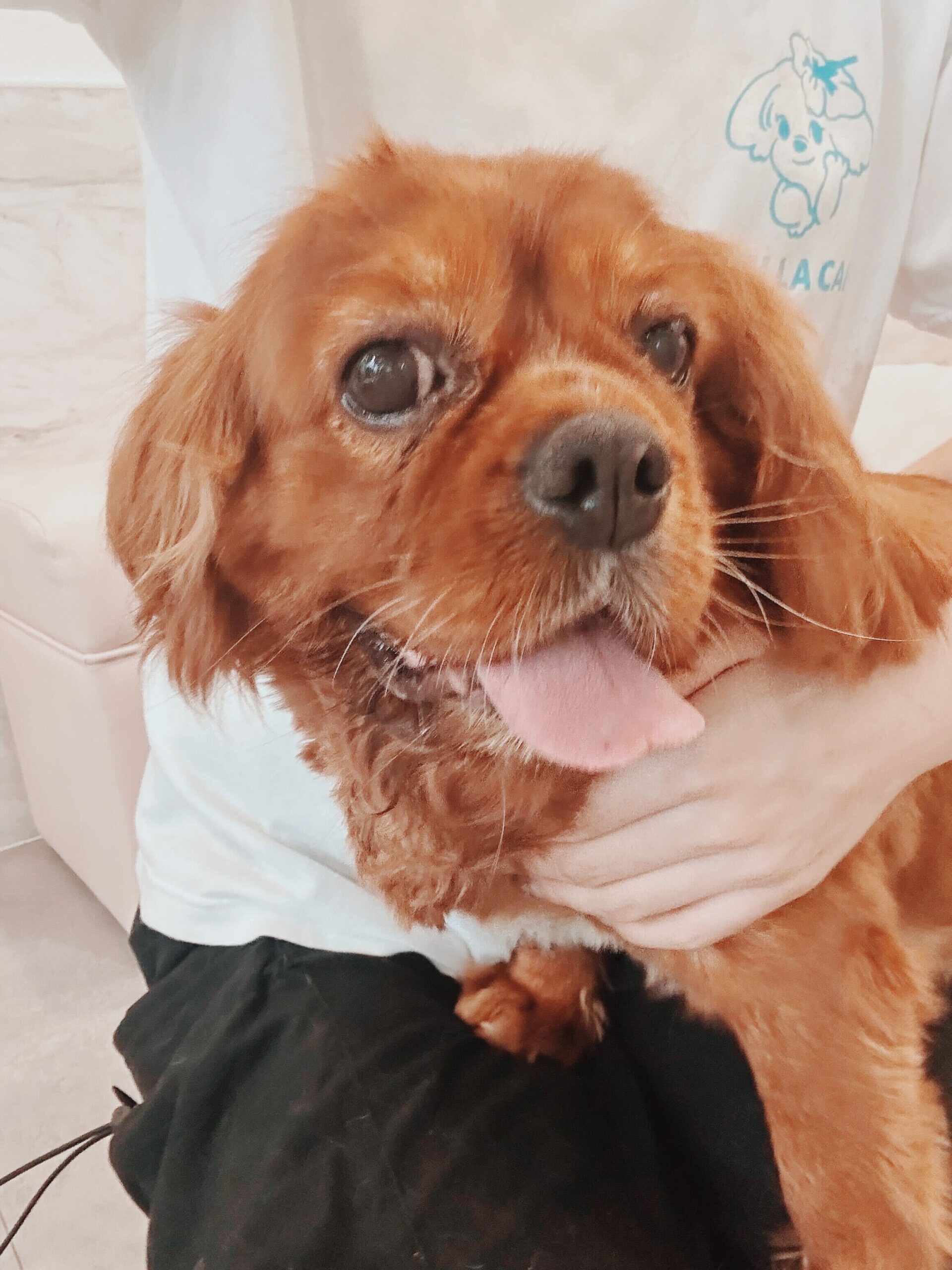 フラッグの画像1