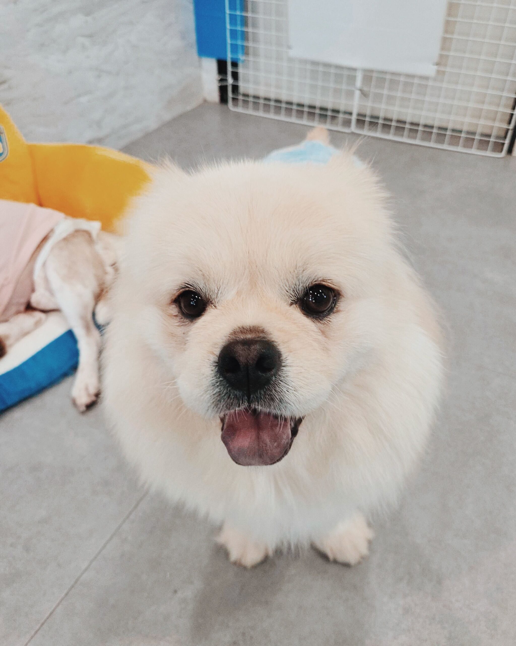 クラインの画像3