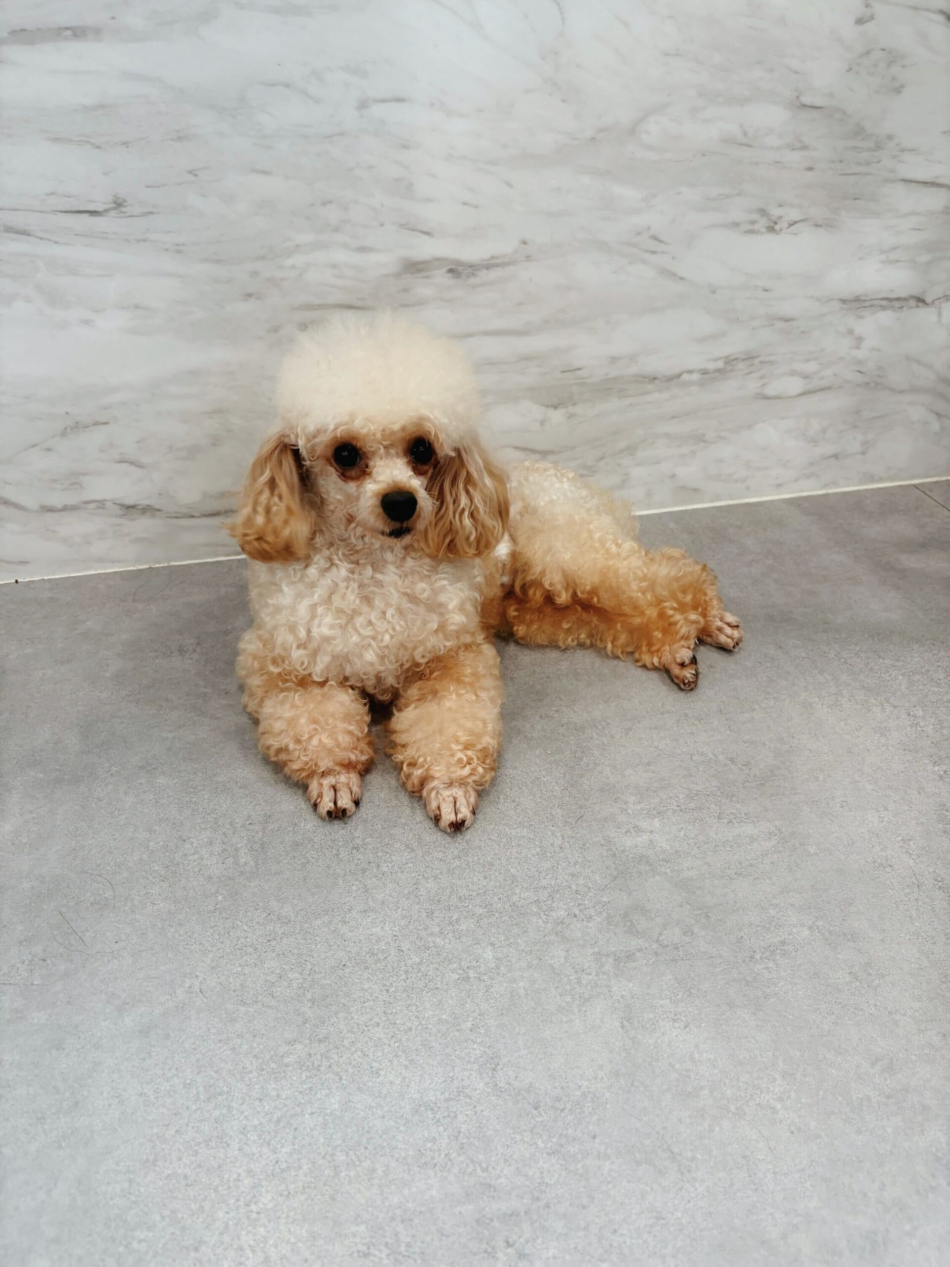 はじめんの画像2