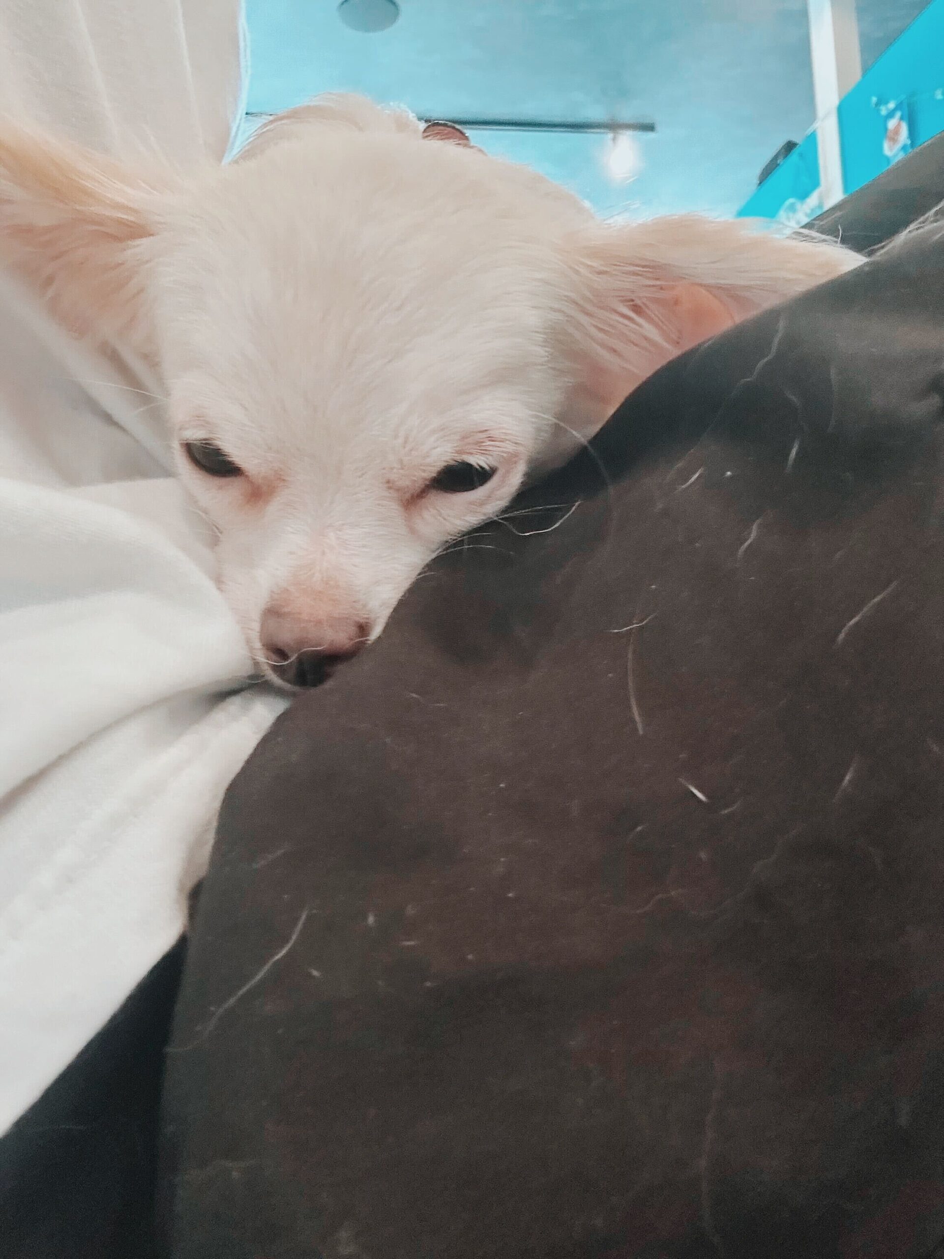 カルティの画像3