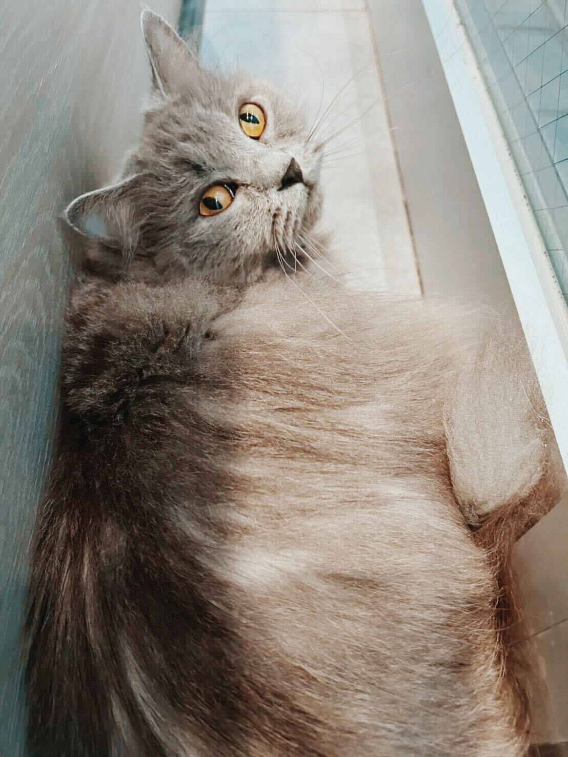 レオリオの画像1