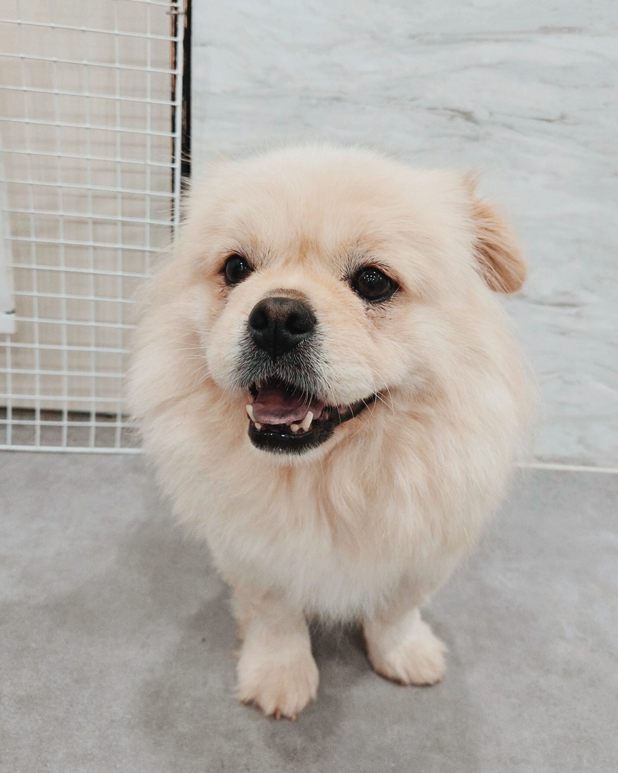 クラインの画像2