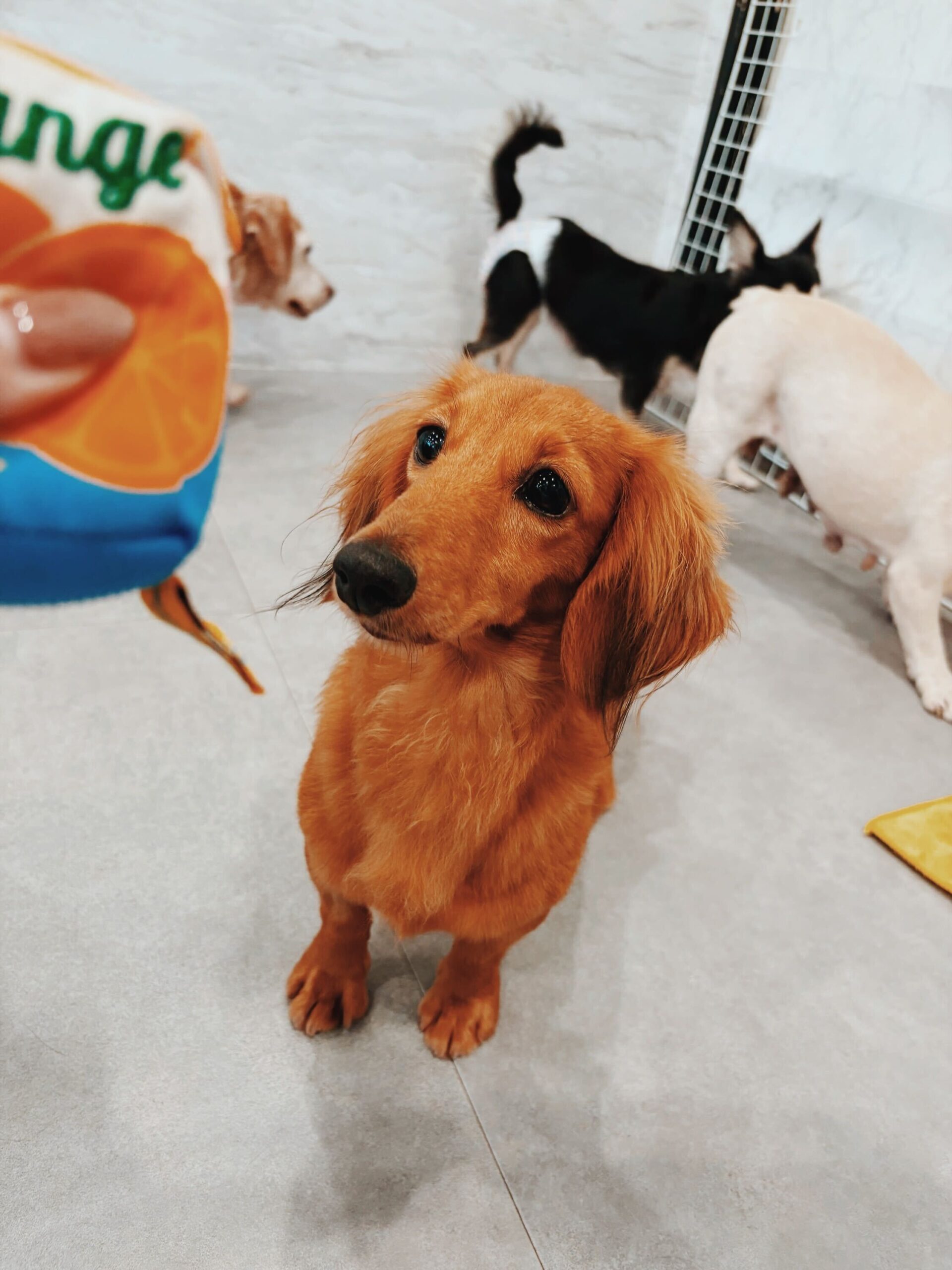 ルブタンの画像1