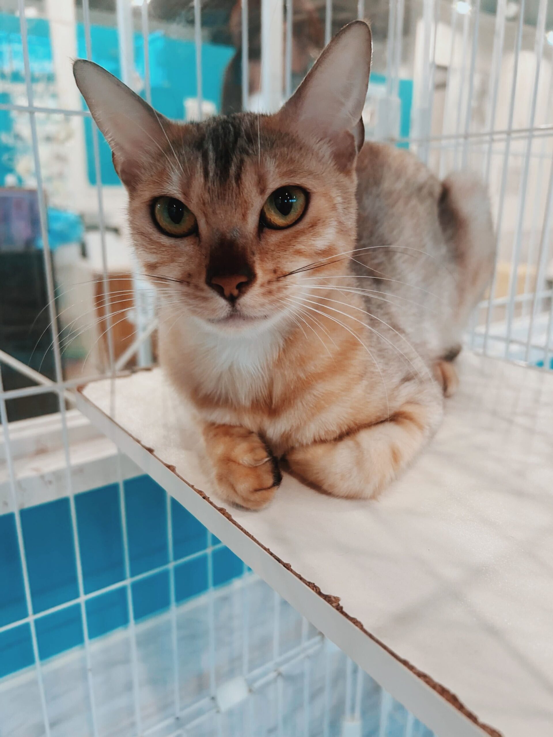 ヘリックスの画像2