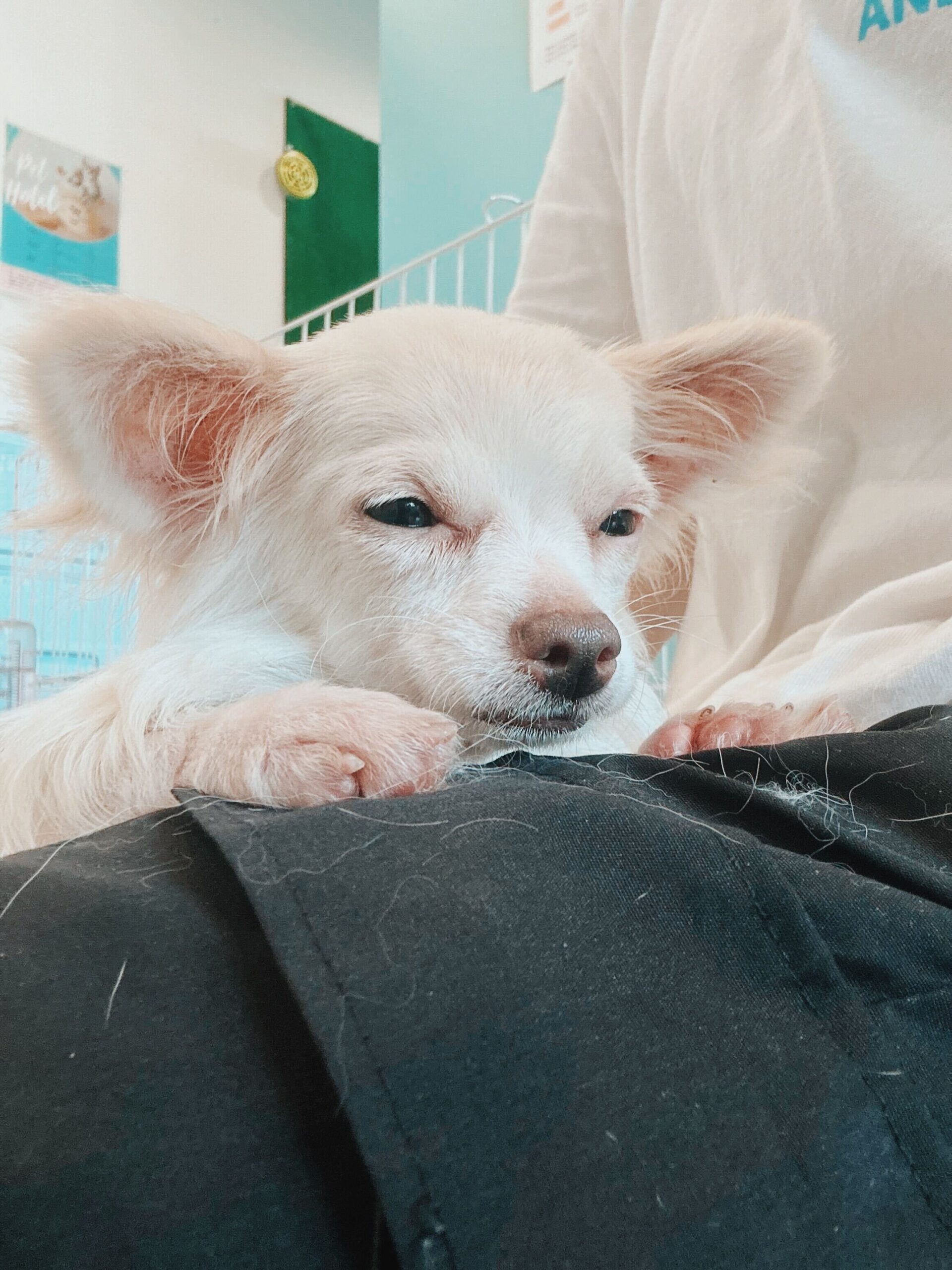 カルティの画像1