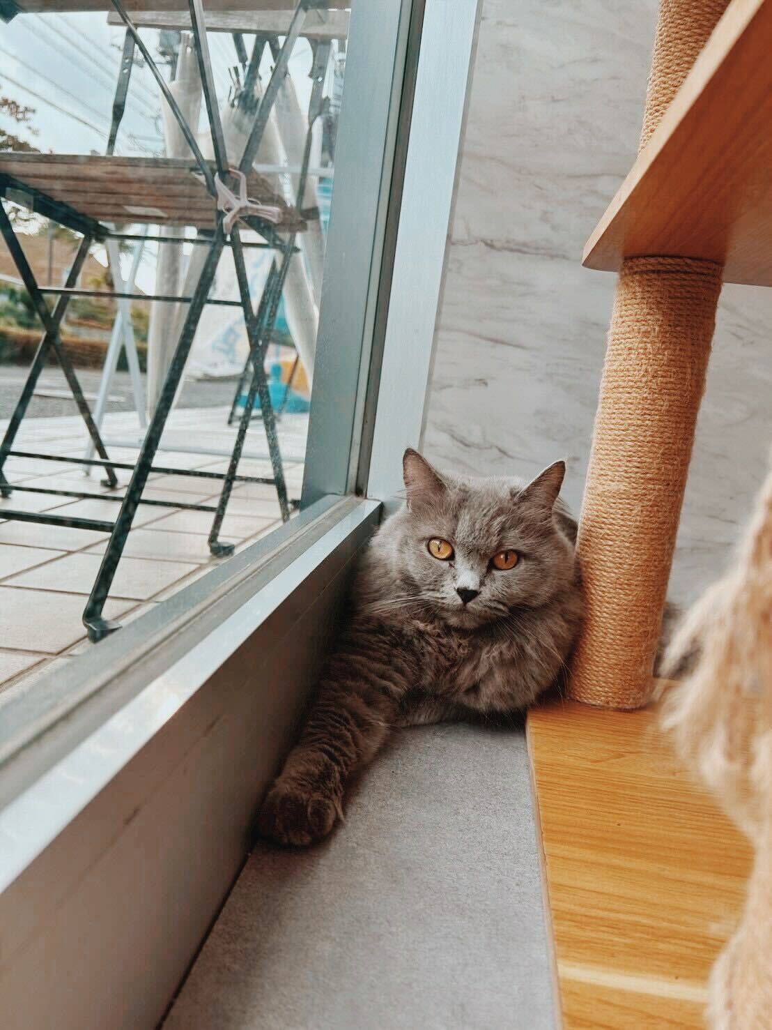 レオリオの画像2