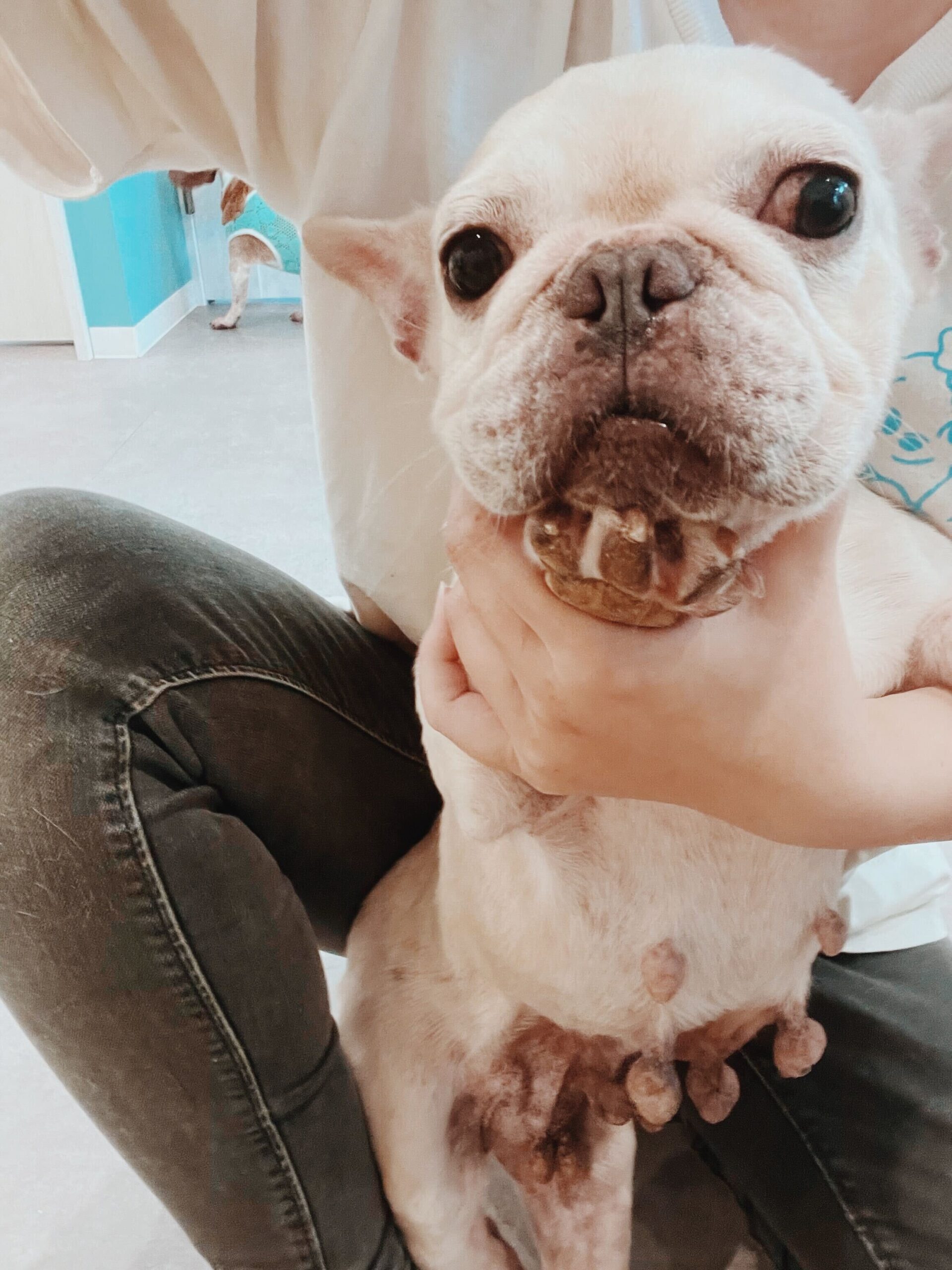 メロディーの画像2