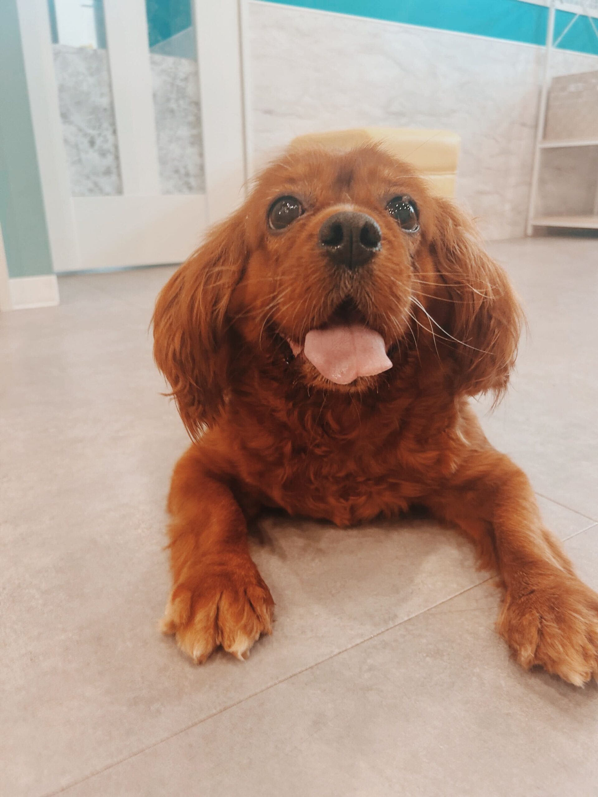 フラッグの画像3