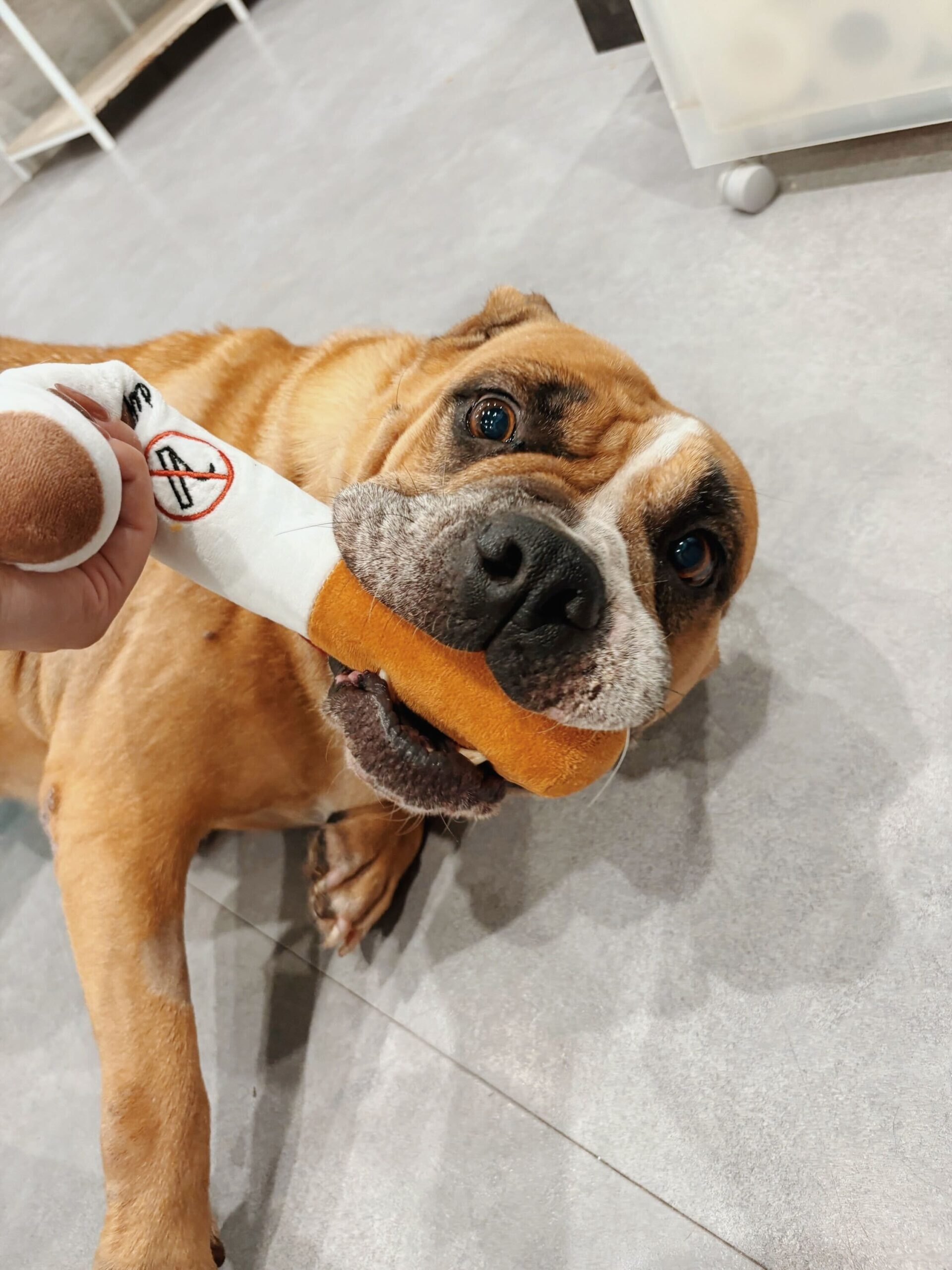 バレンシアガの画像2