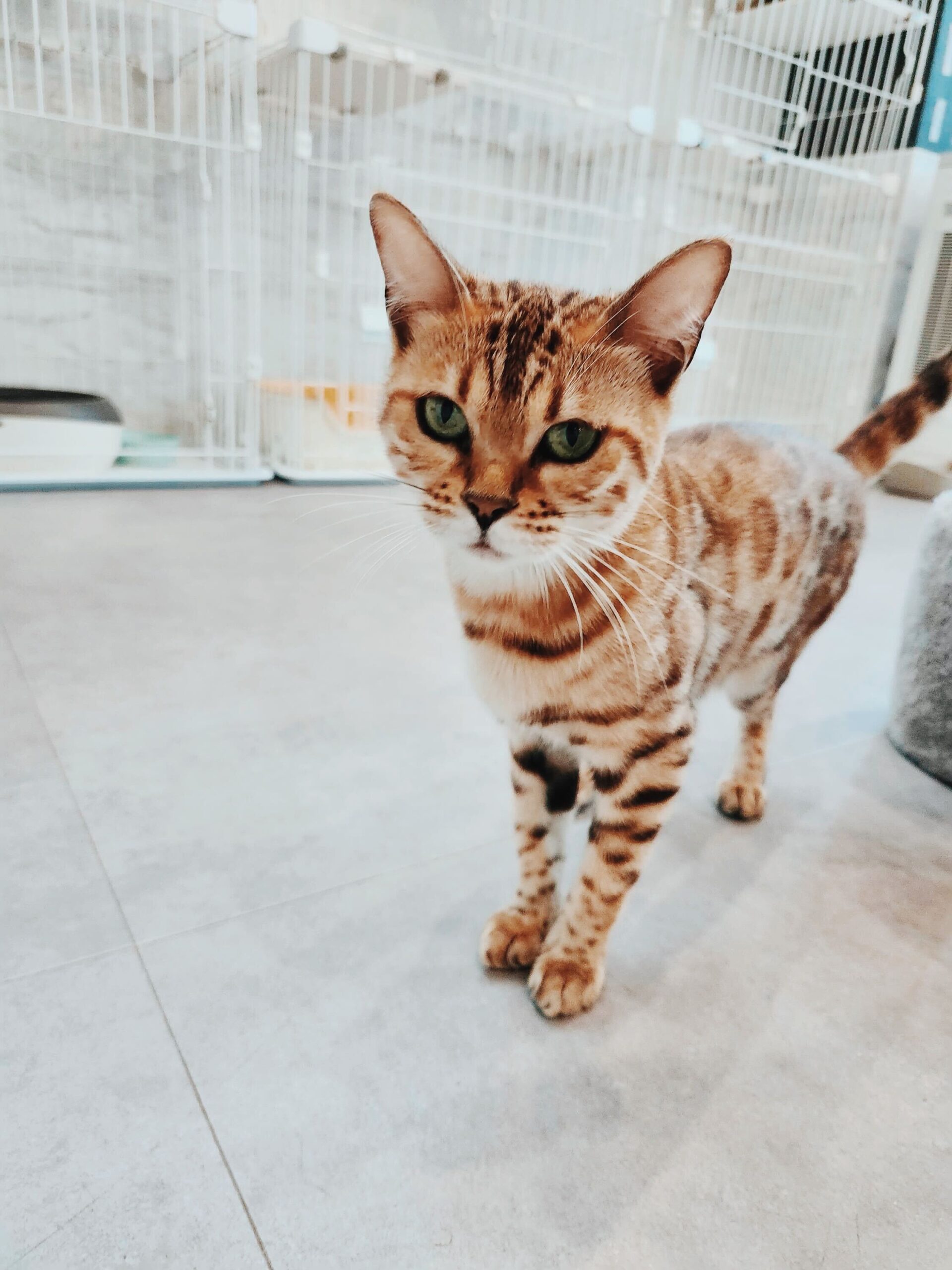 クエスタの画像3