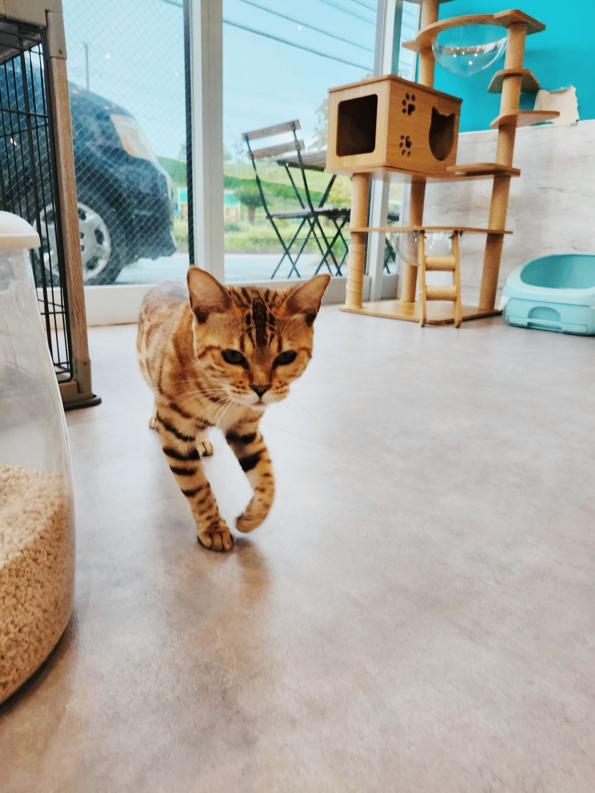 クエスタの画像2