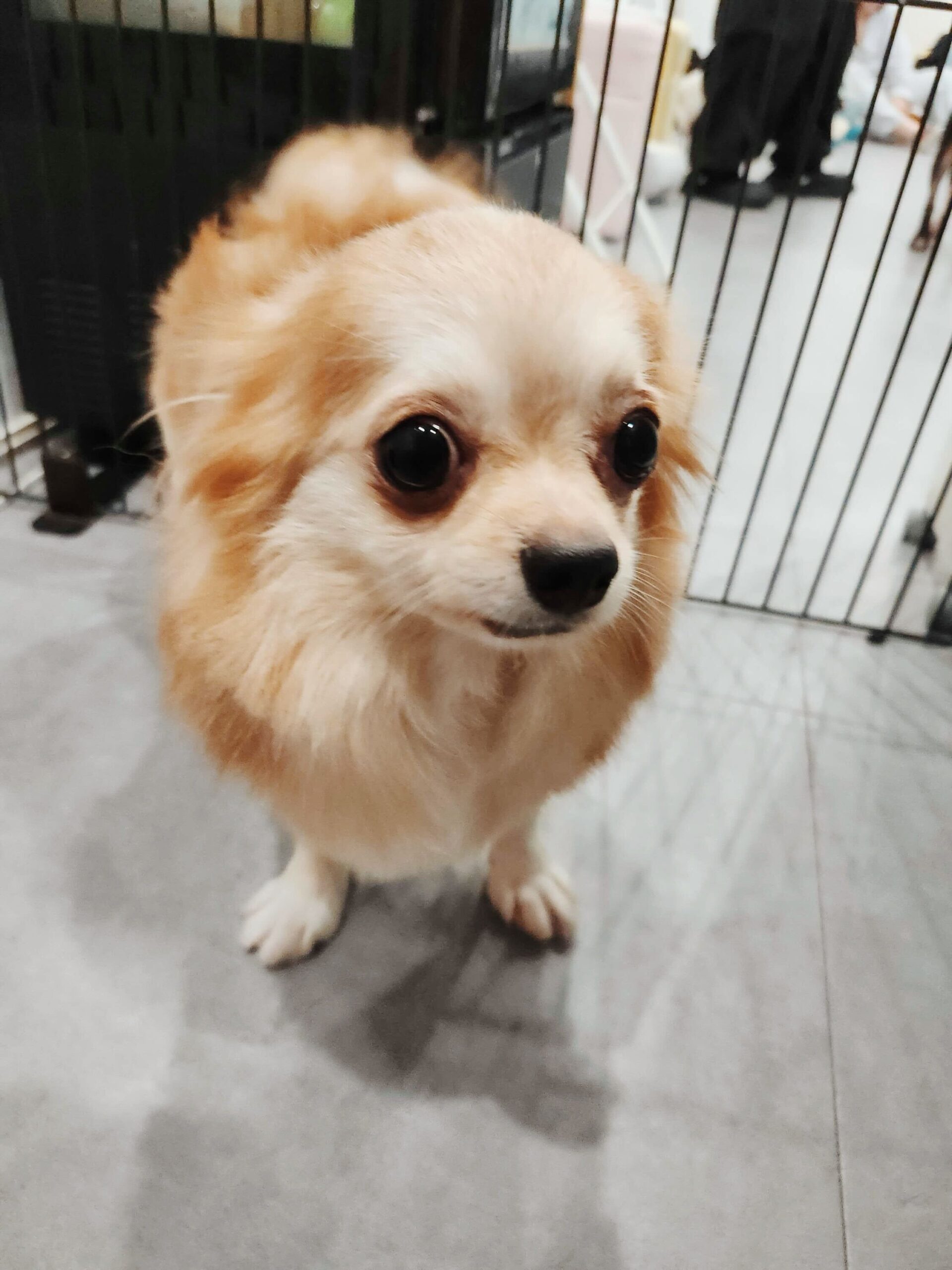 スロースの画像2