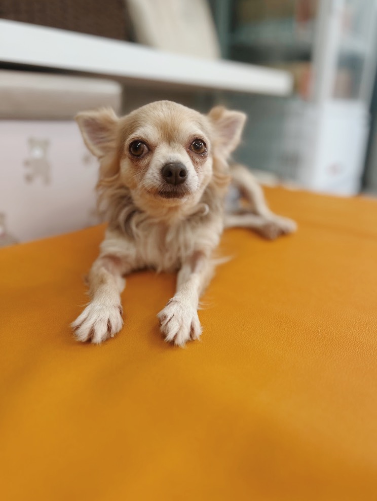 アルタイルの画像3