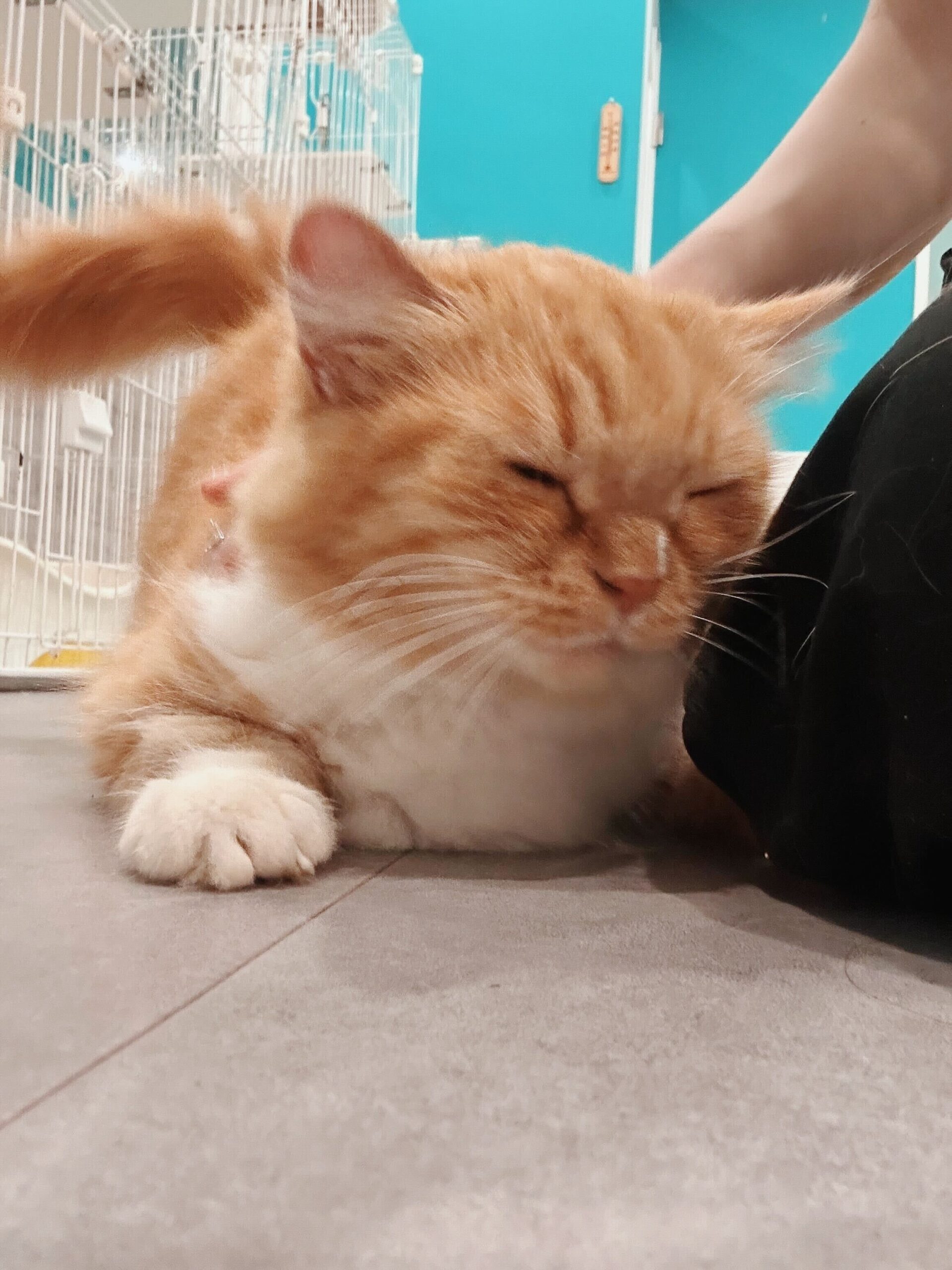 ブルズアイの画像3