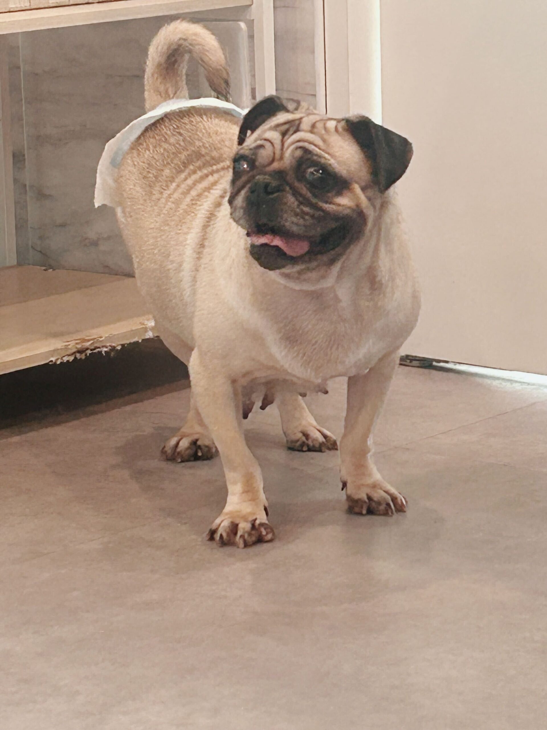 タイニーの画像3