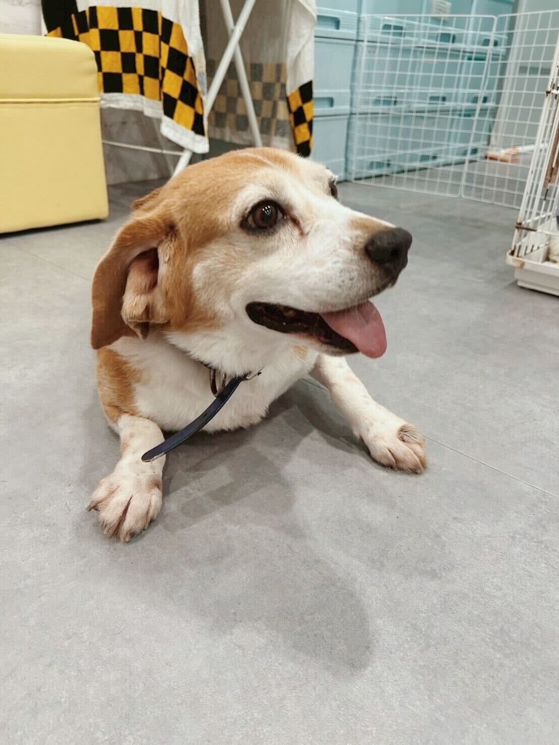 スイマーの画像3