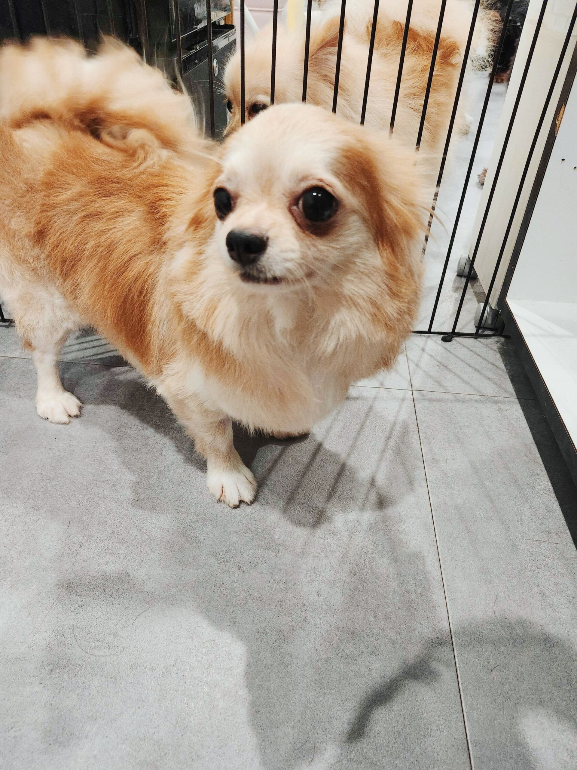 スロースの画像3