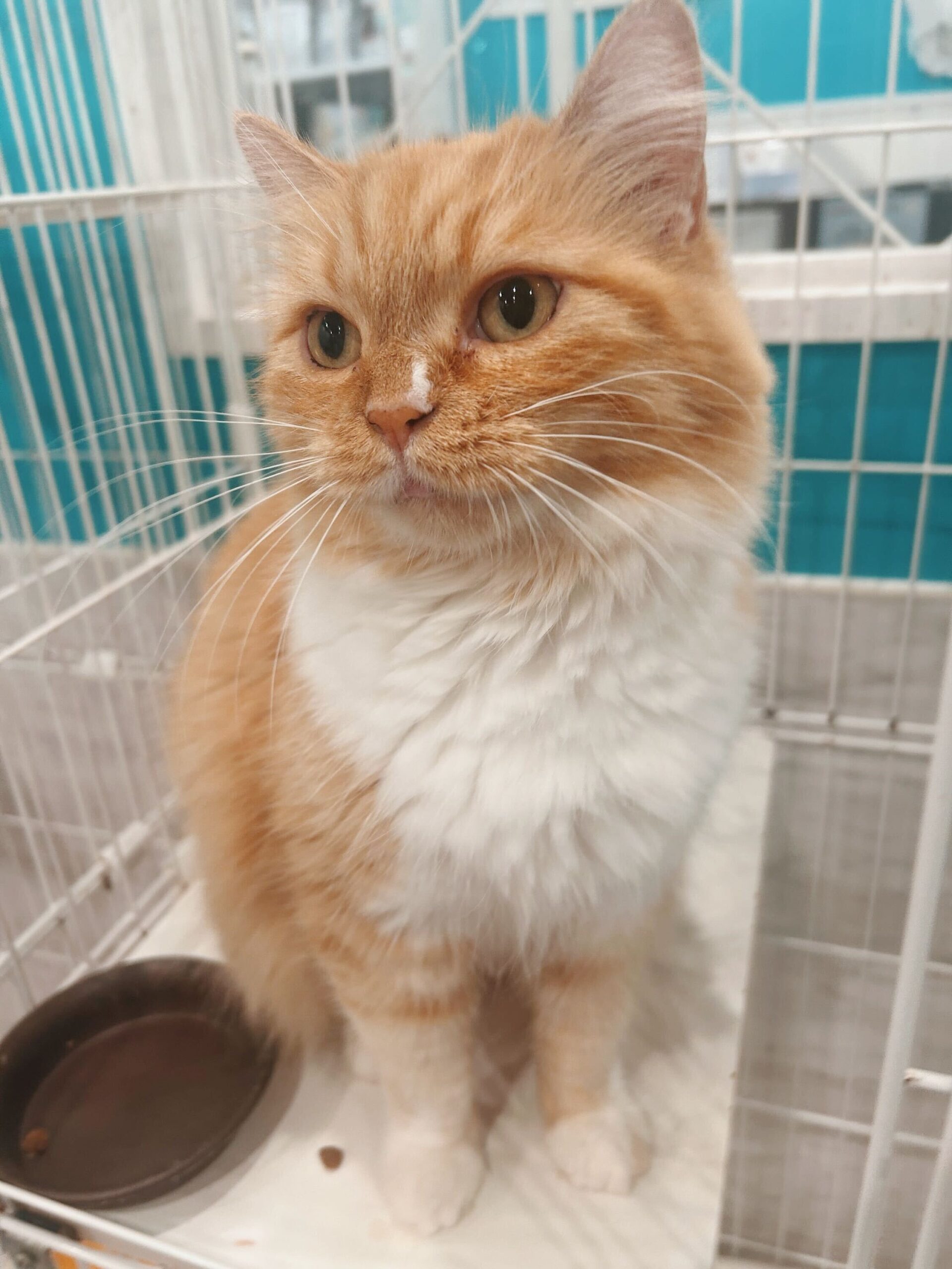 ブルズアイの画像2