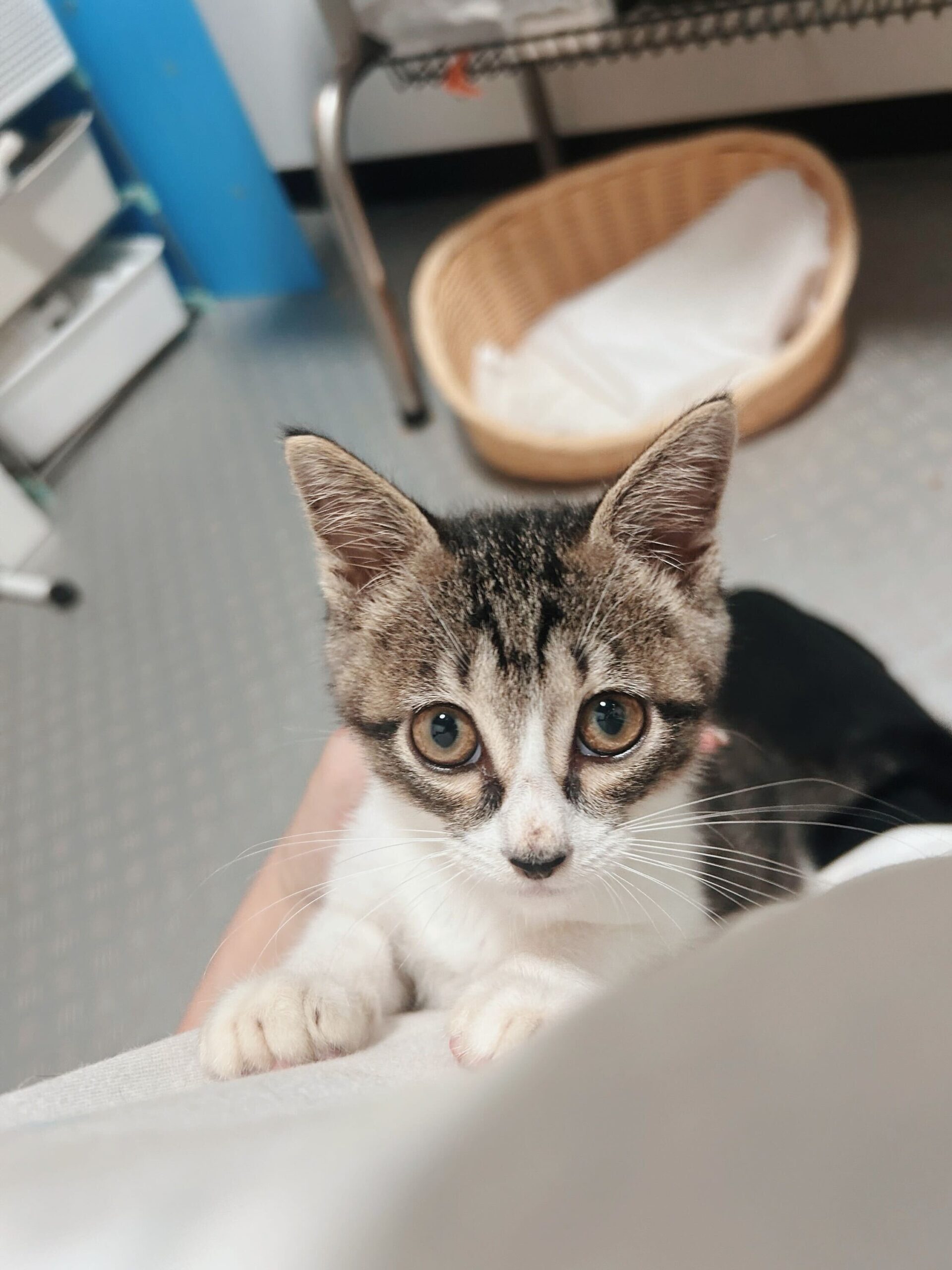 フォカッチの画像3