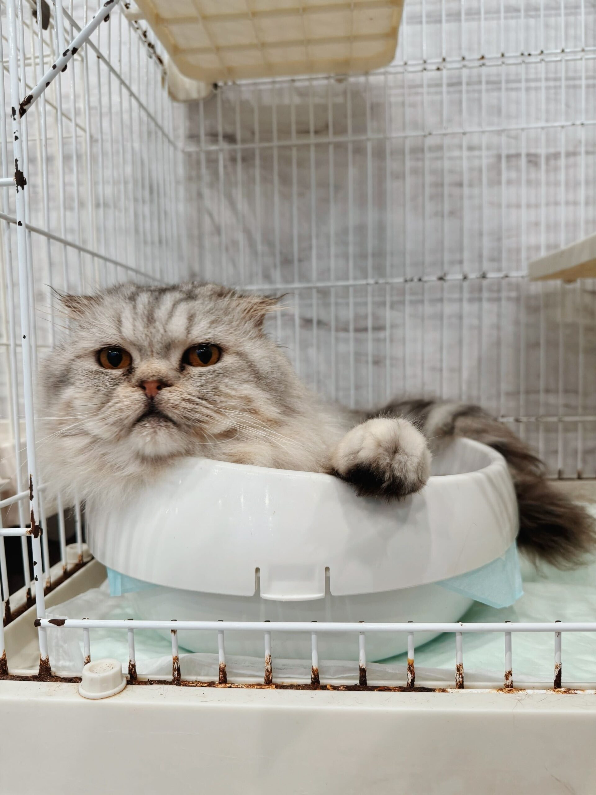 チャックルズの画像2