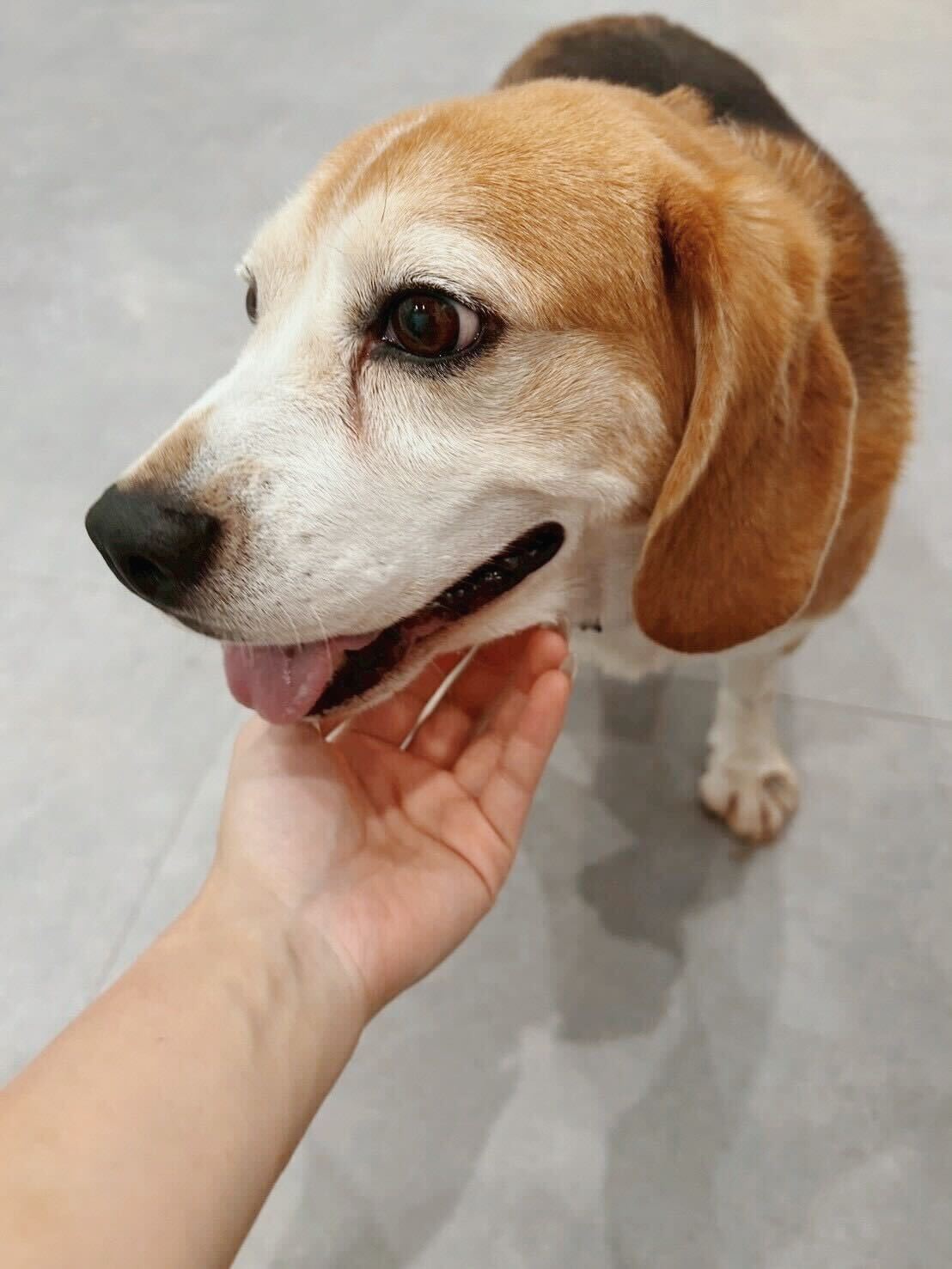 スイマーの画像1