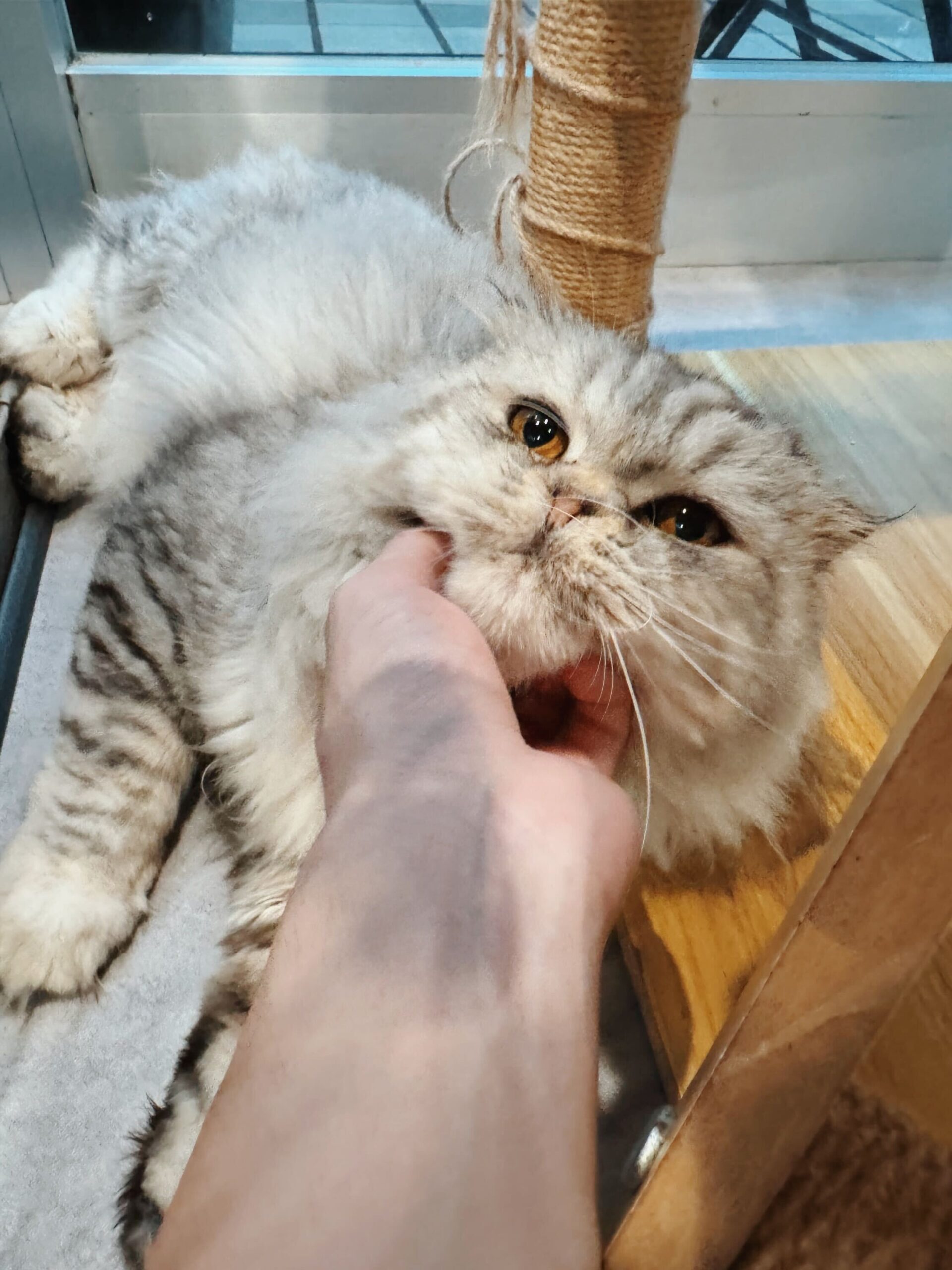 チャックルズの画像1