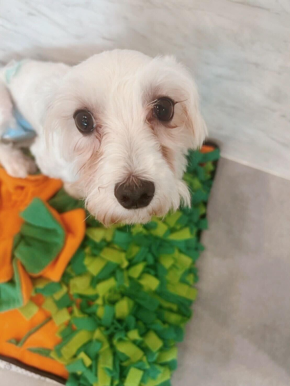 ビアードの画像1