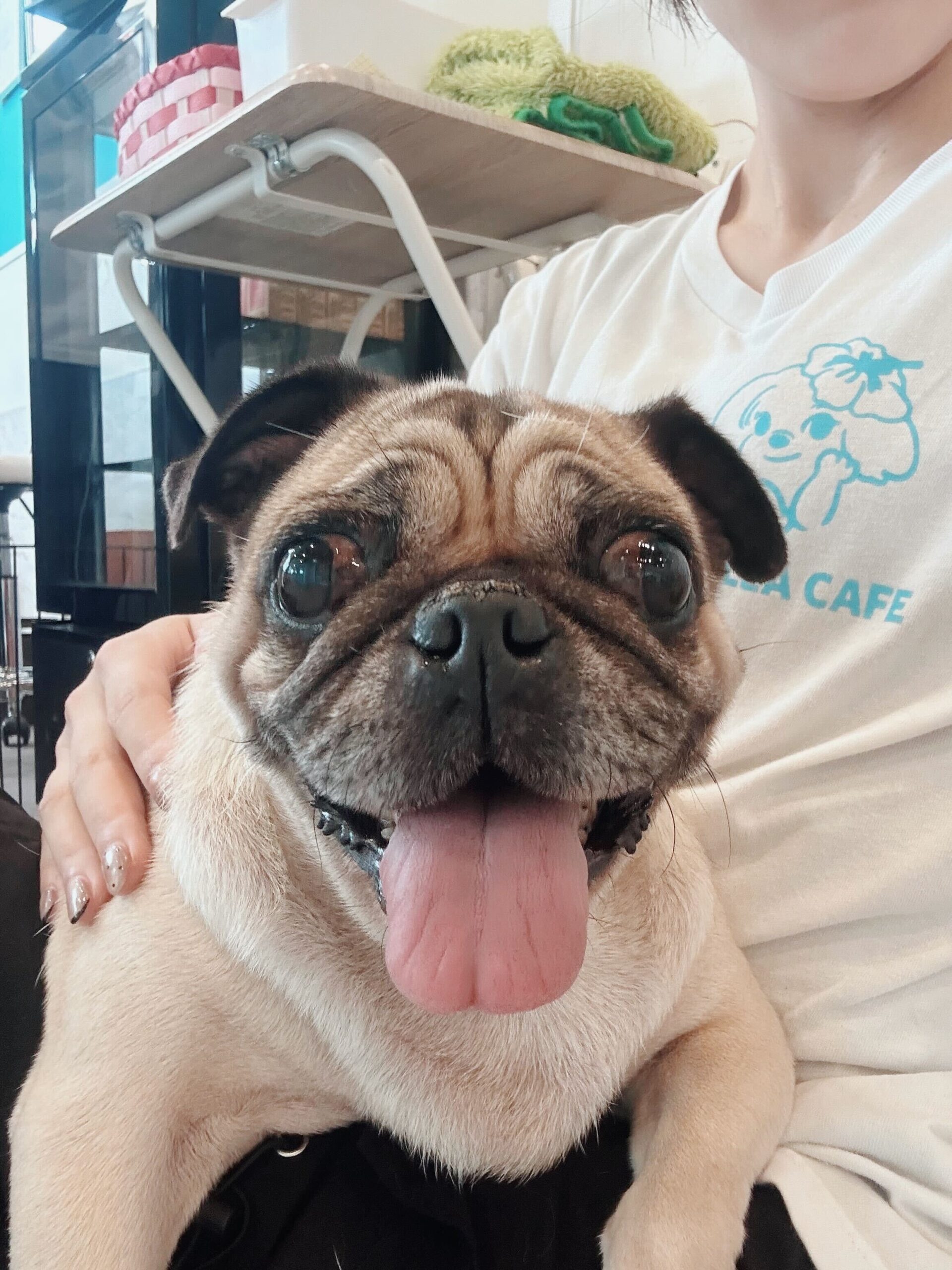 タイニーの画像1