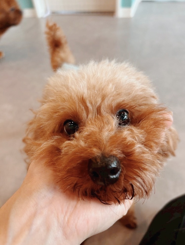 アンディーの画像1