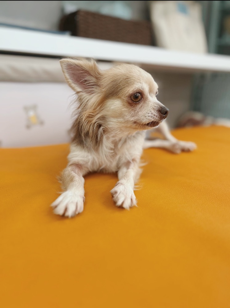 アルタイルの画像1