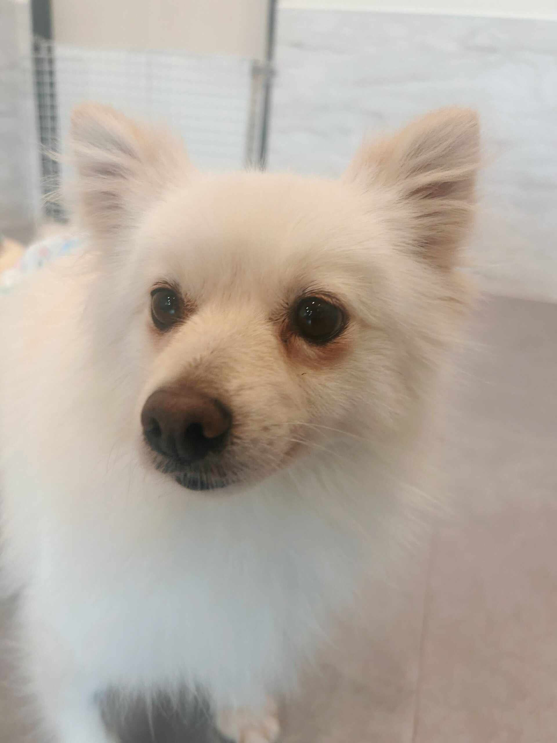 とらまめの画像3