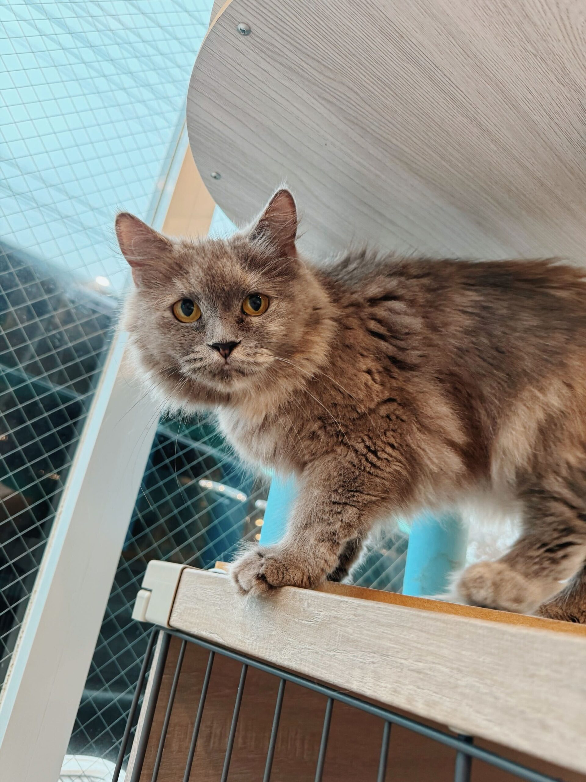 レックスの画像2