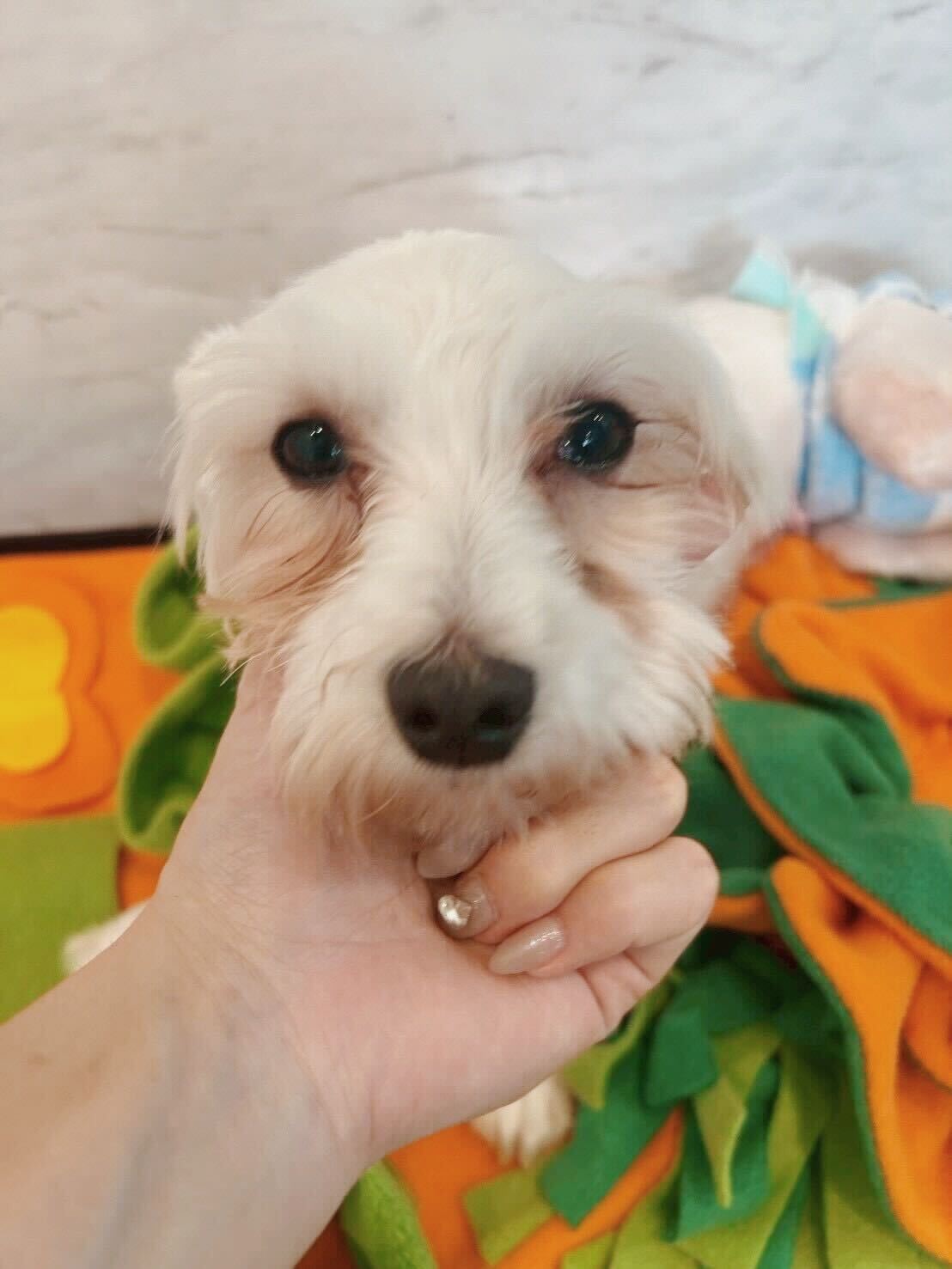 ビアードの画像2