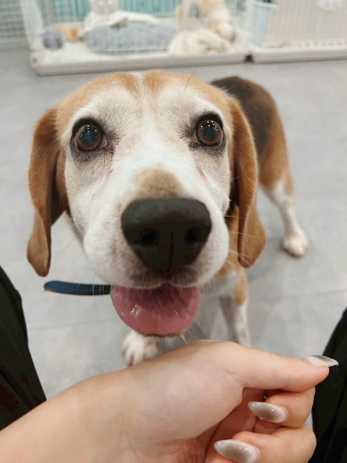 スイマーの画像2