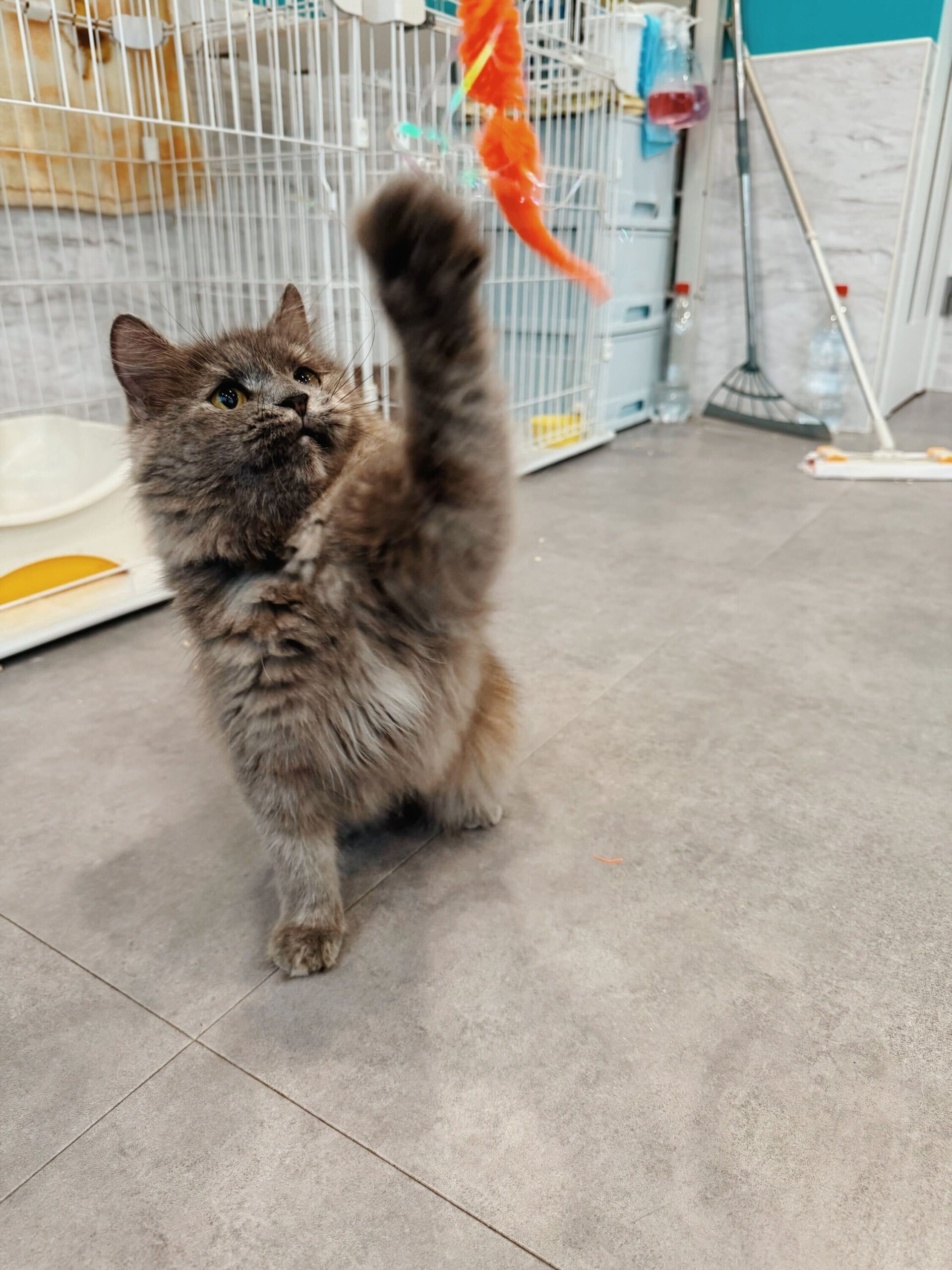 レックスの画像3