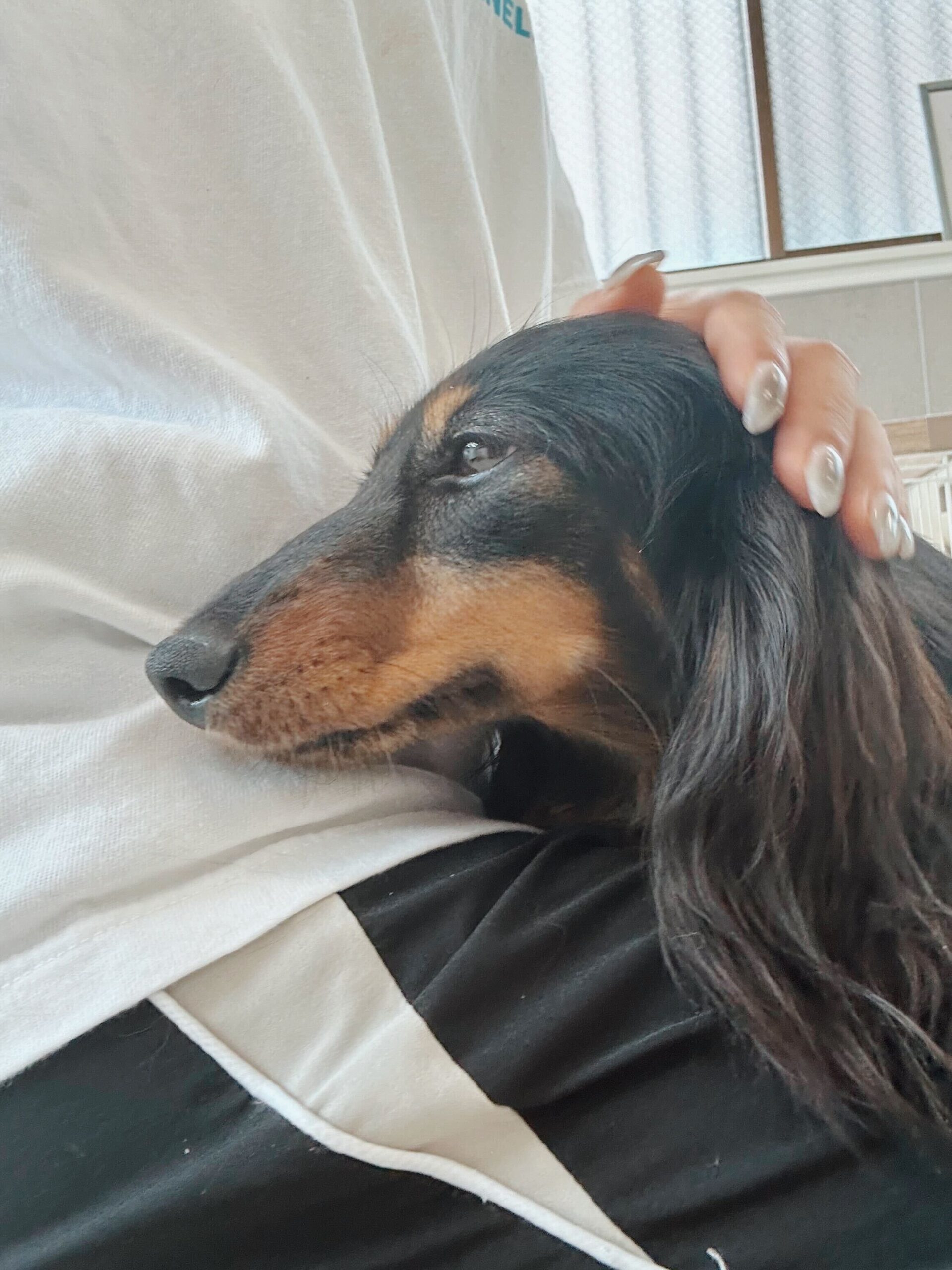 アヴィドの画像2