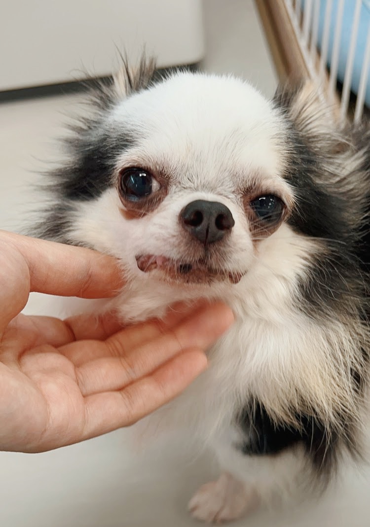 ライトイヤーの画像3